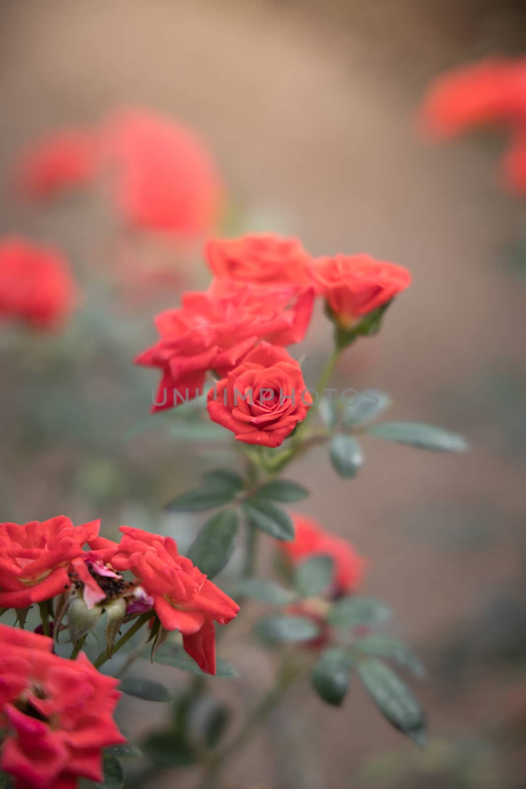 Roses in the garden  by teerawit