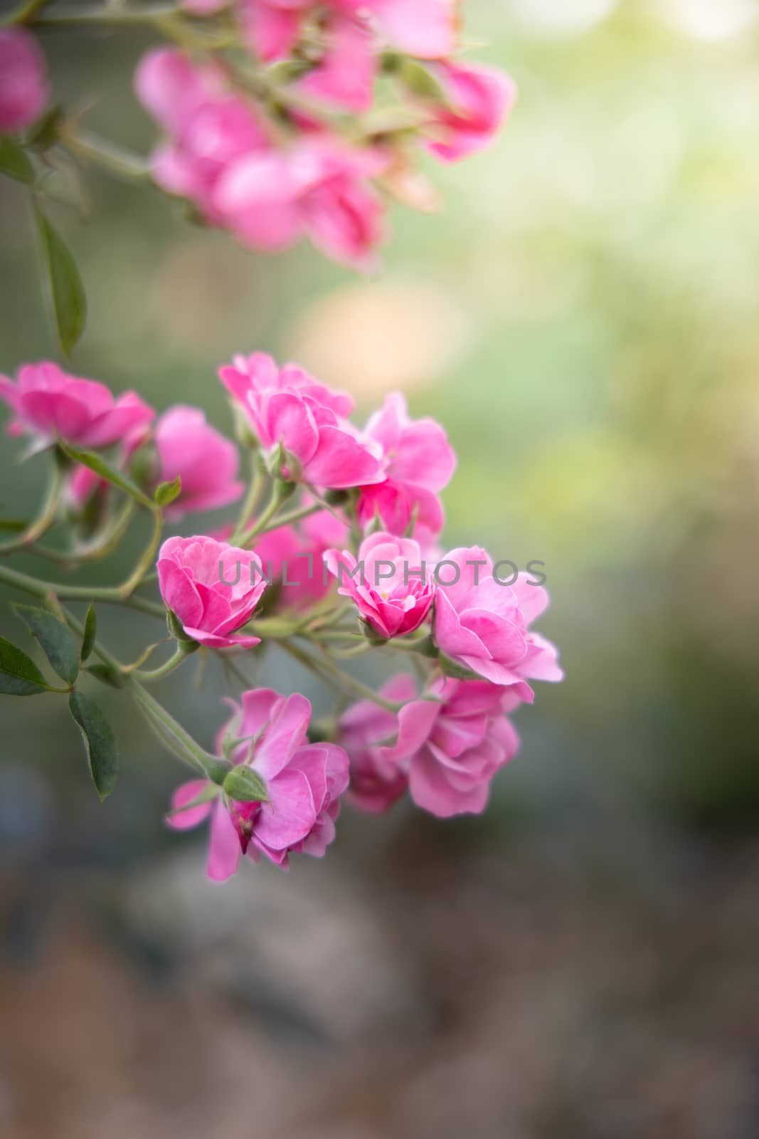 Roses in the garden, Roses are beautiful with a beautiful sunny day.