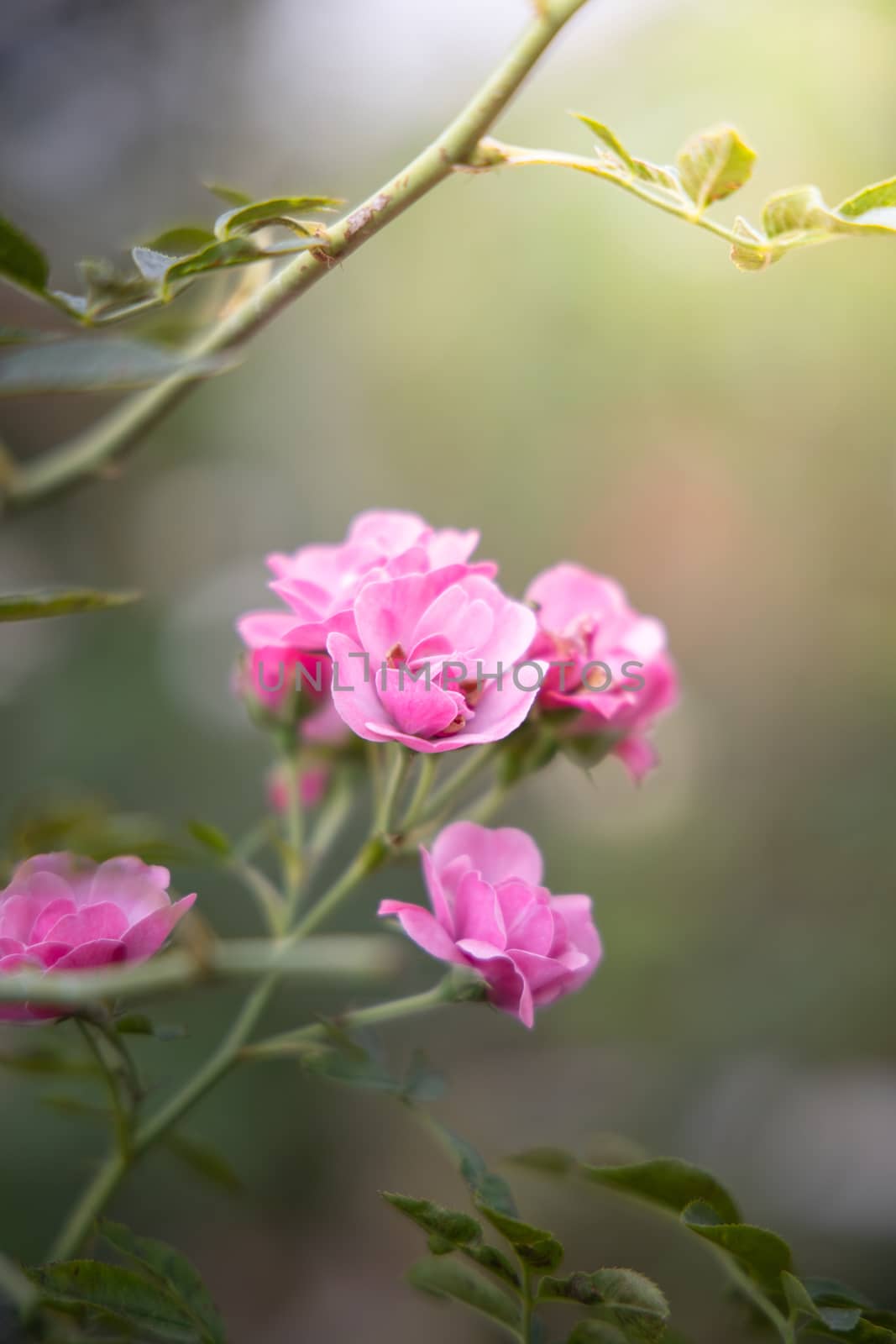 Roses in the garden, Roses are beautiful with a beautiful sunny day.