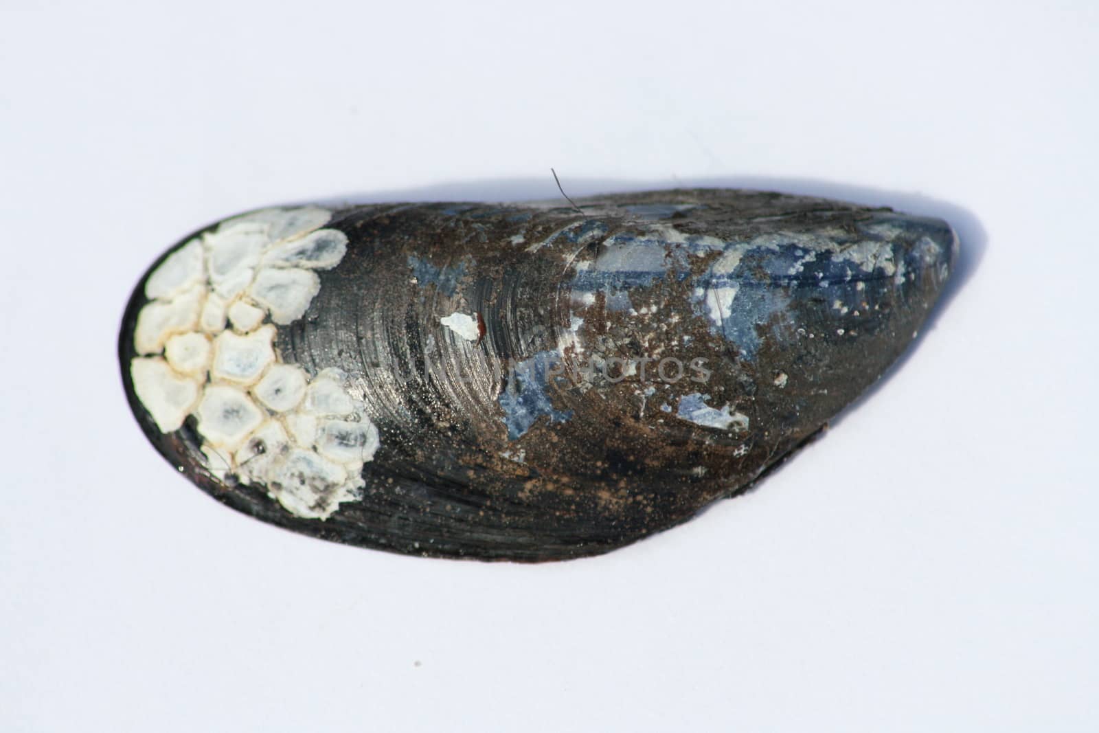 Close-up of black, white elongated shell
