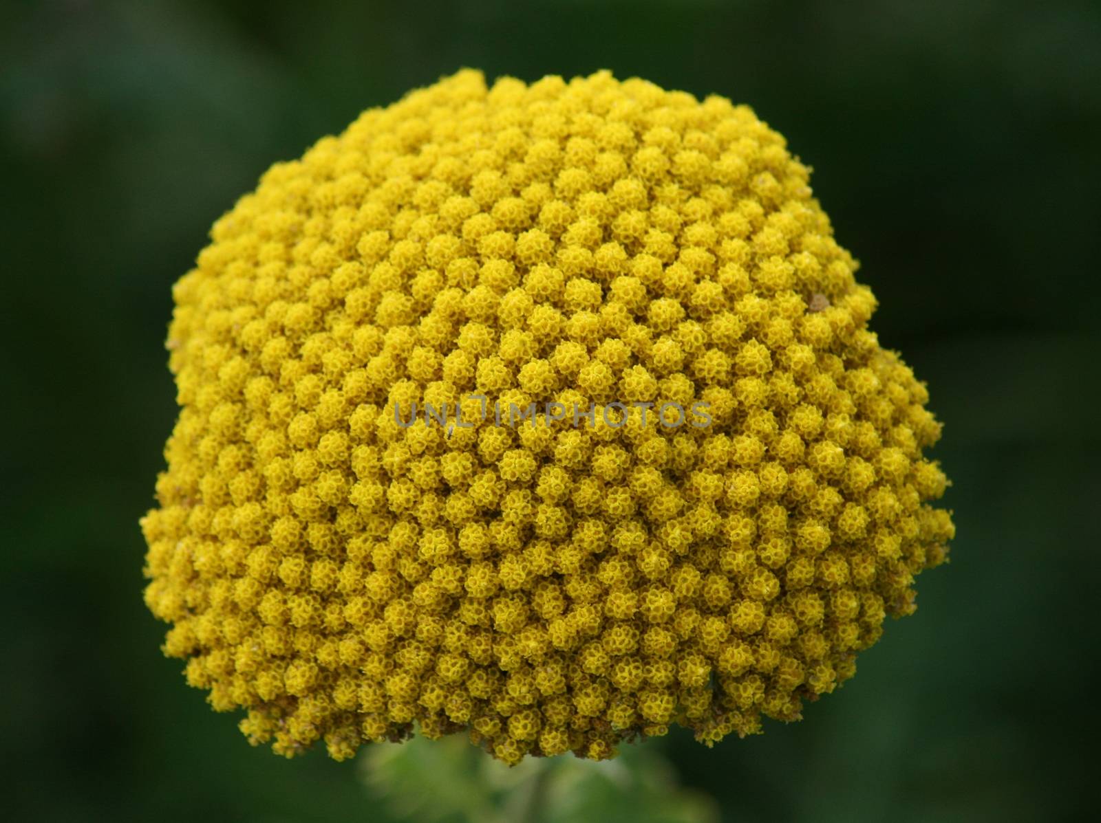 Close-up of a yellow-flowering Fernleaf Yarrow (Achillea filipendulina)