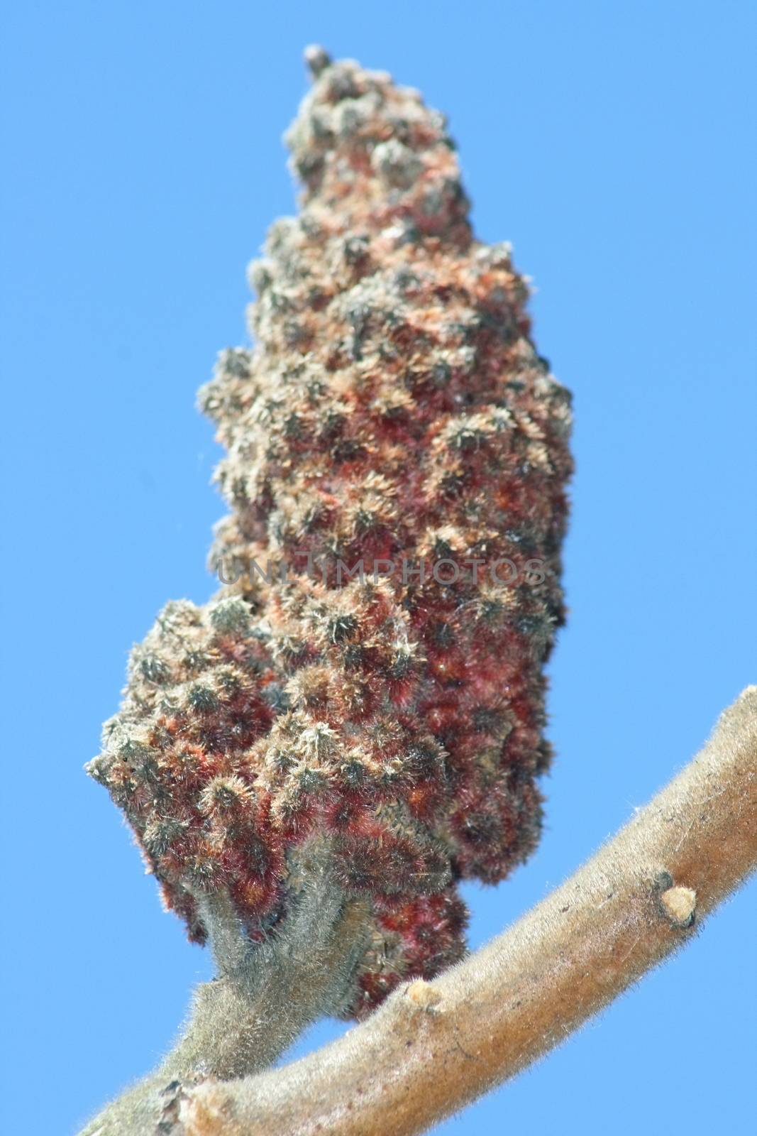 Close-up of an inflorescence of vinegar tree