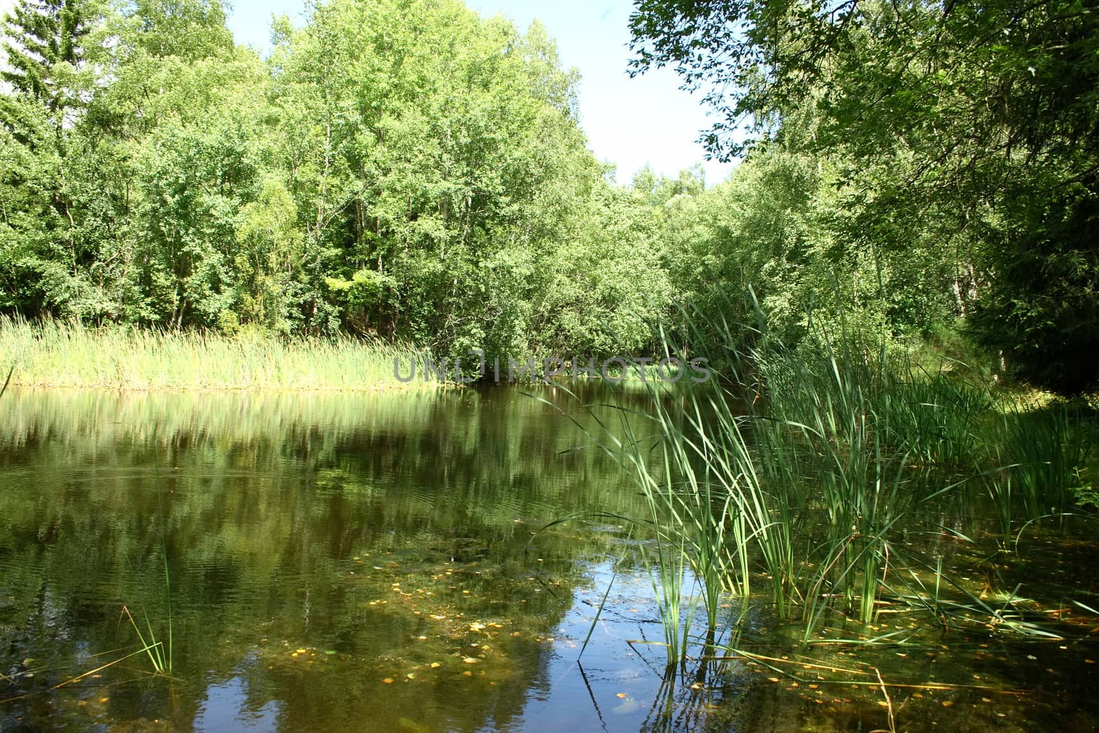 Natural landscape on the shores of an idyllic lake