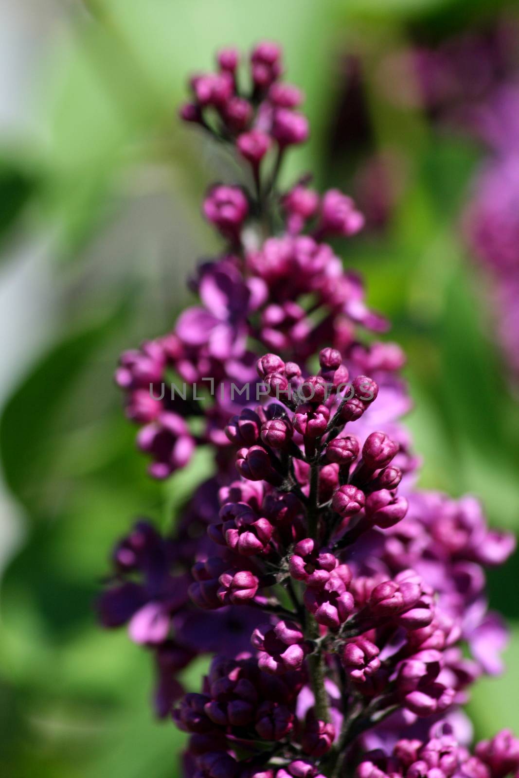 Close-up of a purple flowering lilac (Syringa) by hadot
