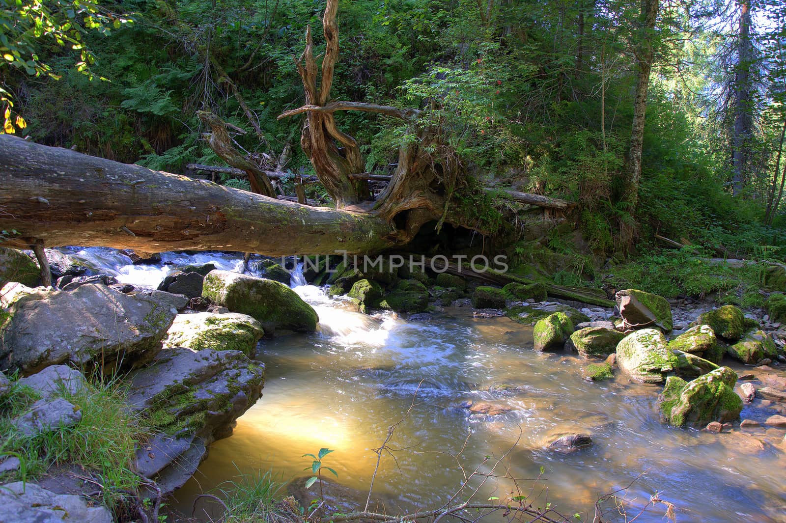 The trunk of a dumped tree is like a bridge looming over a mountain river. Tenevek River, Third River, Altai, Siberia, Russia.