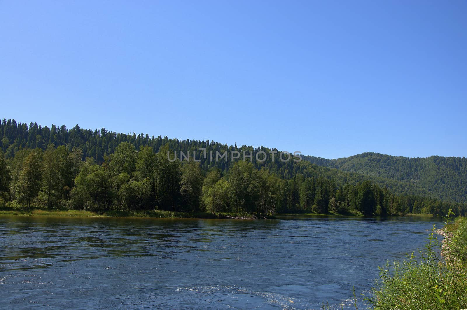 A calm wide river flowing through a valley and forest. Altai, Siberia, Russia.