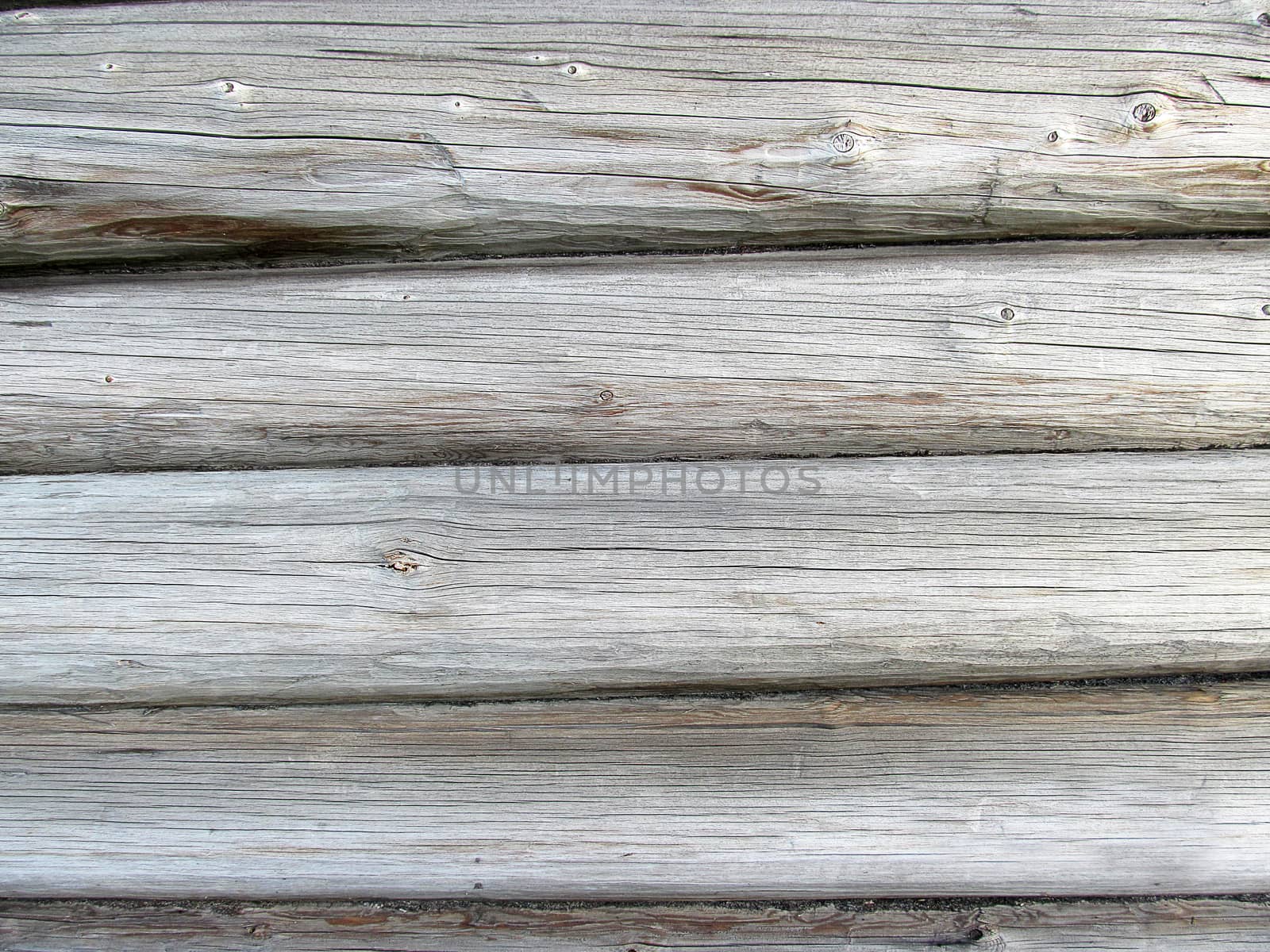 The wall of pine logs with a pronounced structure of light color.