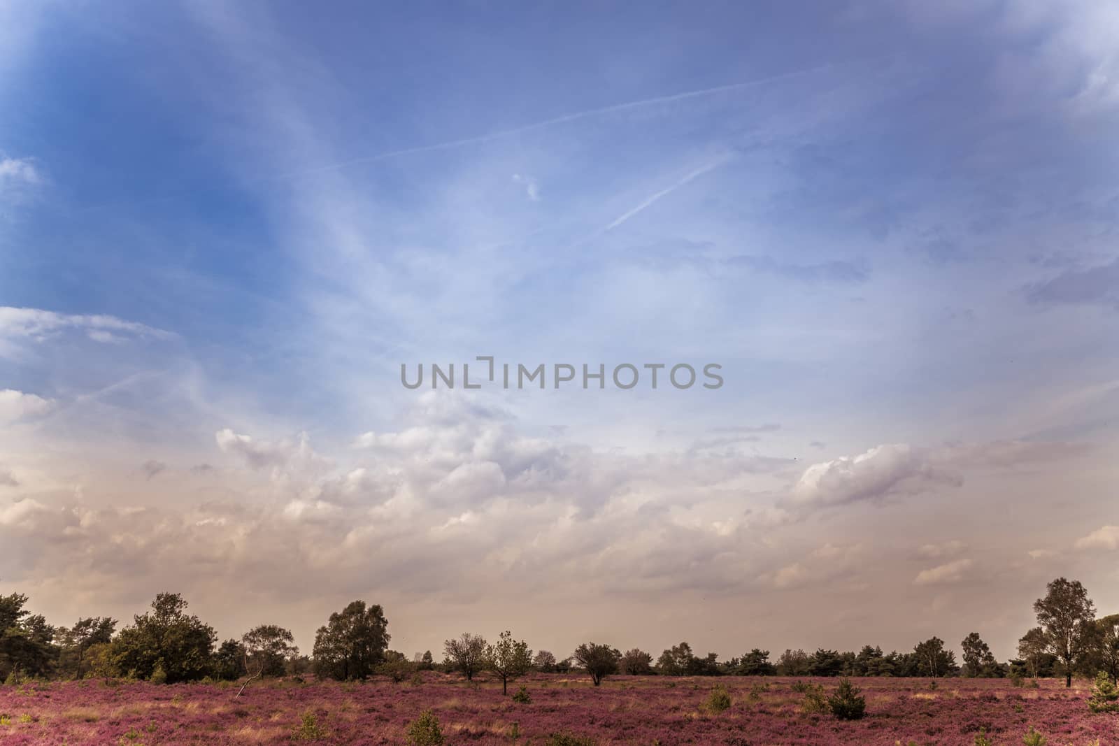 because of the rain, a beautiful purple heather field has blossomed on the Veluwe in the Netherlands