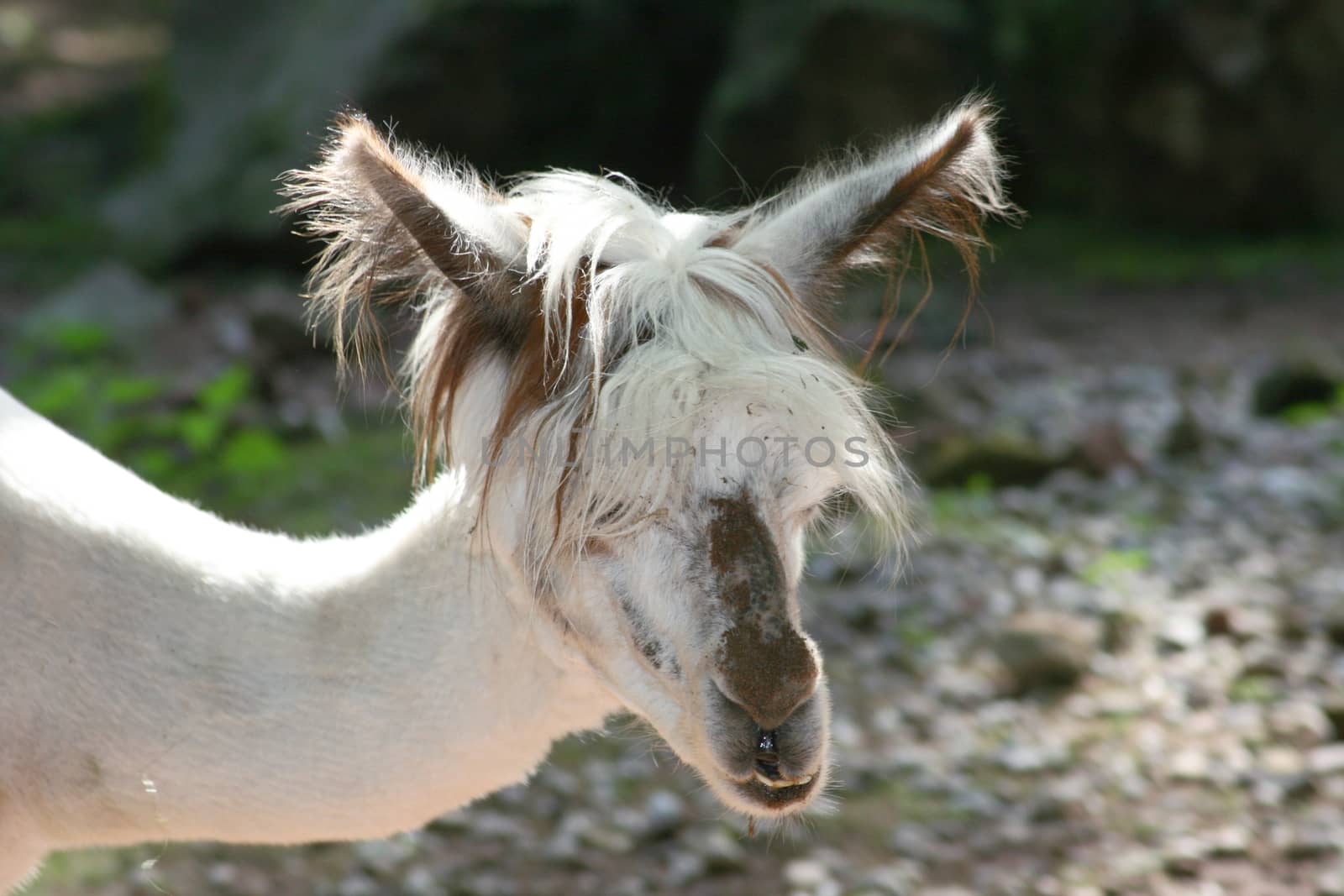 Head portrait of alpaca (Lama pacos)  Kopfportr�t eines Alpaka (Lama pacos) by hadot