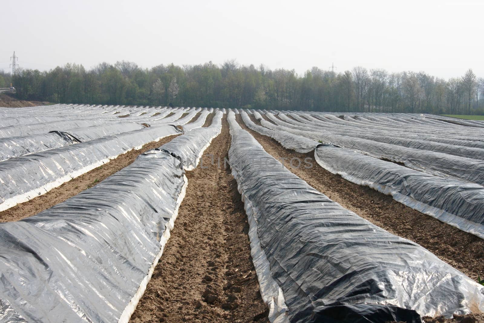 a big, with, foil-covered asparagus field    ein gro�es,mit Folie abgedecktes Spargelfeld   by hadot