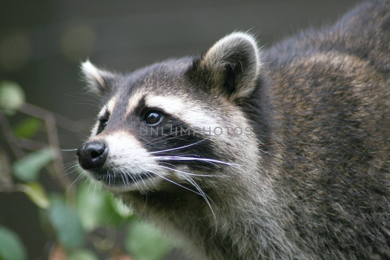 Close-up of a raccoon from the front  Nahaufnahme eines Waschb�ren von vorne 