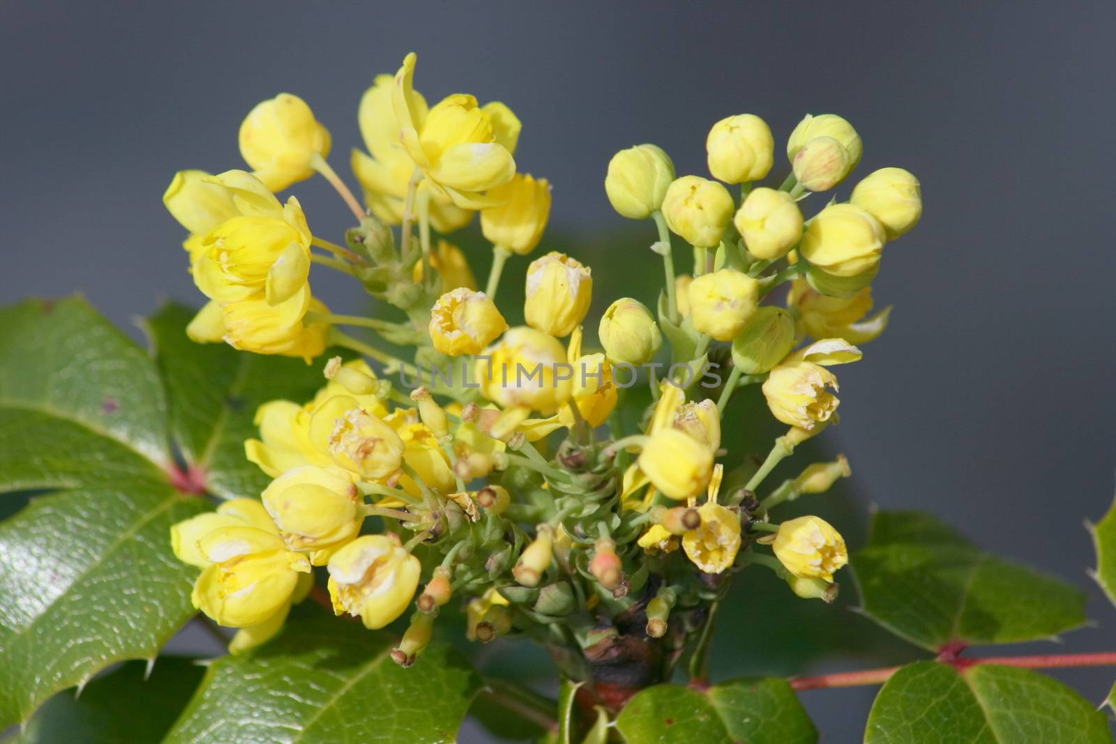 Close-up of a yellow-flowering Mahonia  Nahaufnahme einer gelb bl�henden Mahoniee