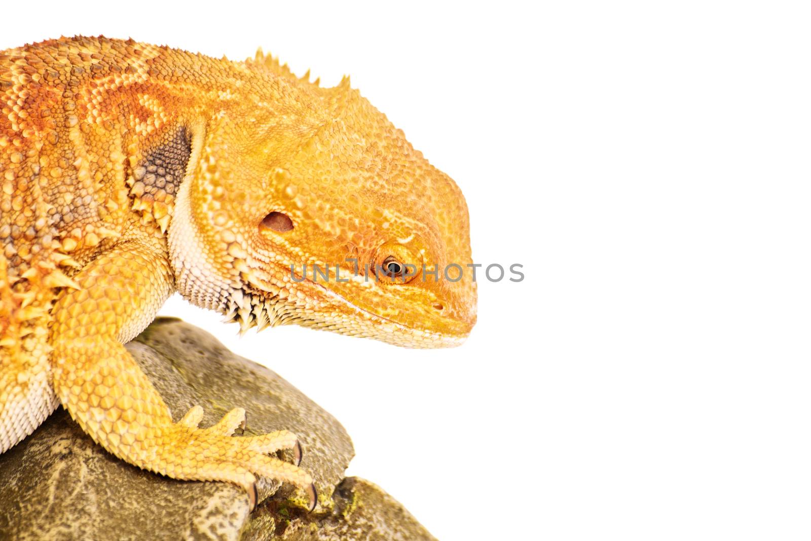 Bearded dragon standing on a rock, focused look, isolated on white background.