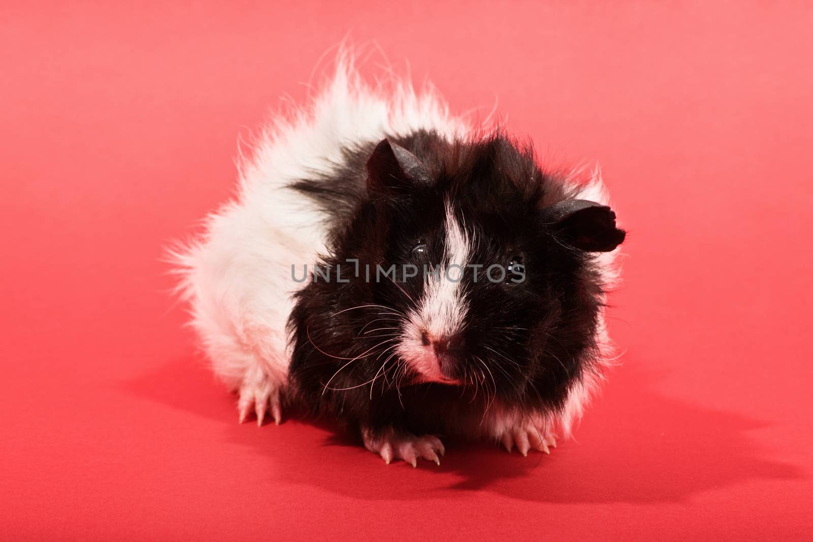 Guinea pig on red background by Mendelex