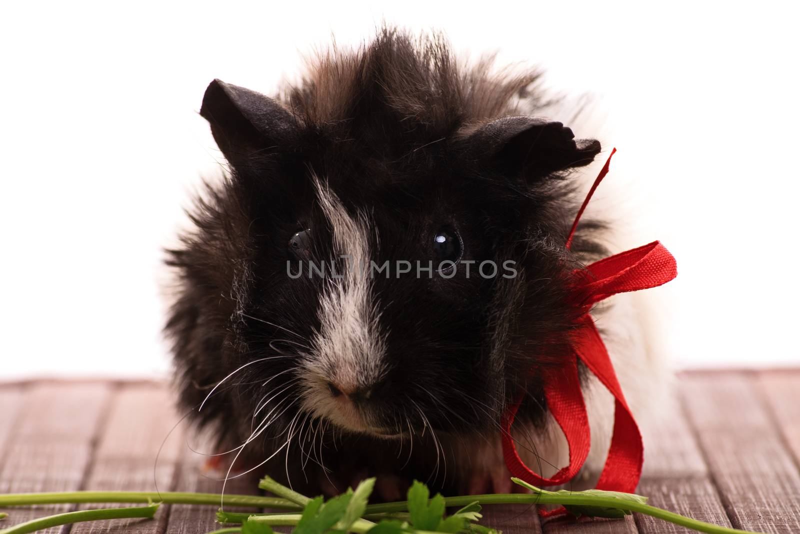 A close up shot of a cute guinea pig eating parsley, isolated on white background.