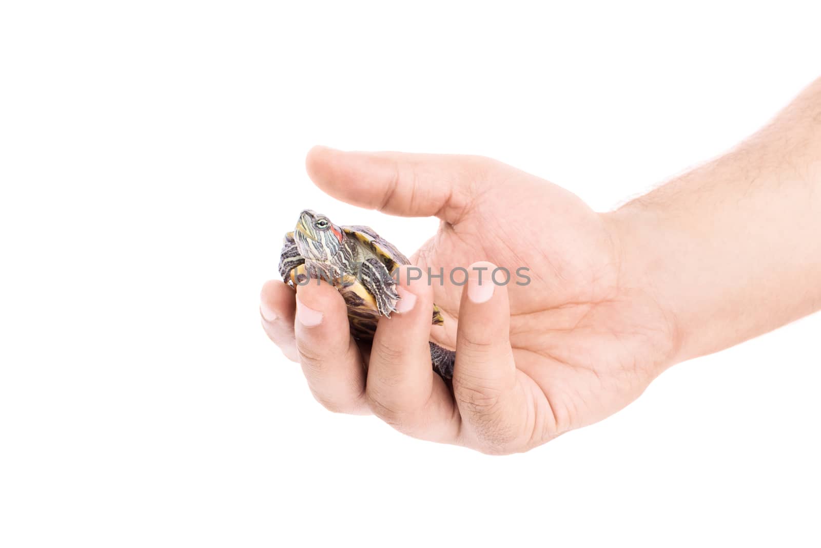 Holding a little turtle by Mendelex
