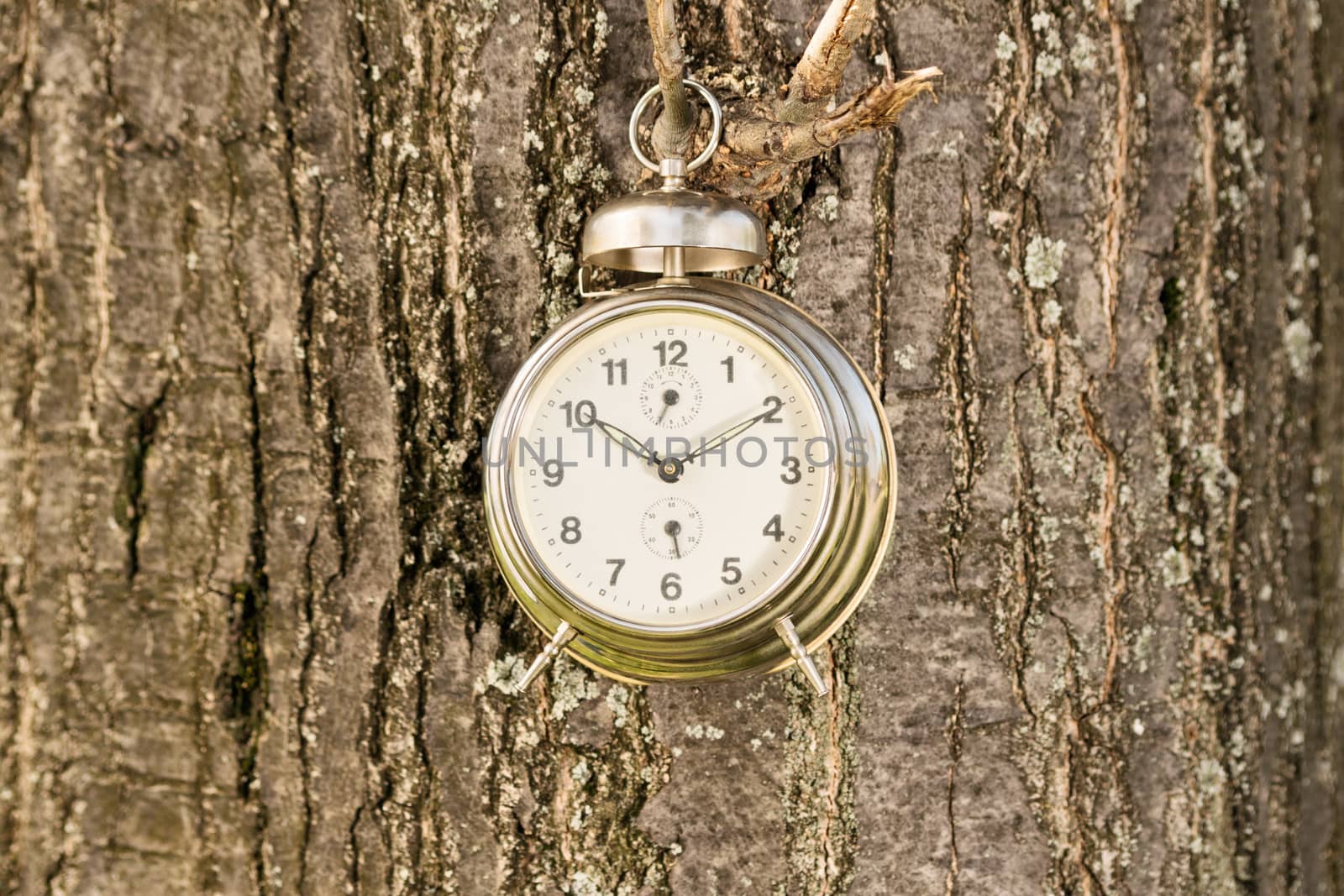 Time is ticking. Old fashioned clock hanged on a tree branch.