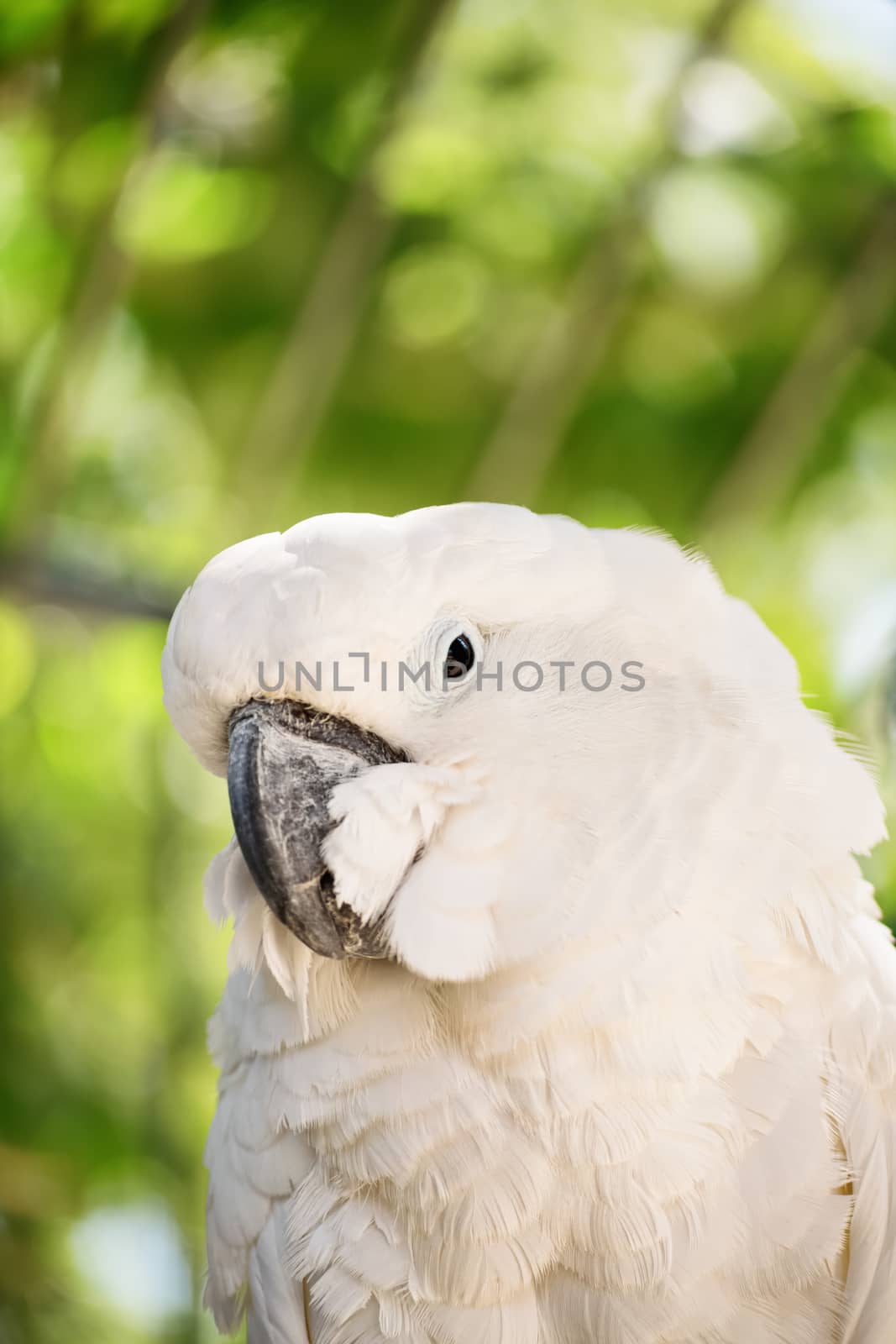 Close-up shot of a white parrot in nature.