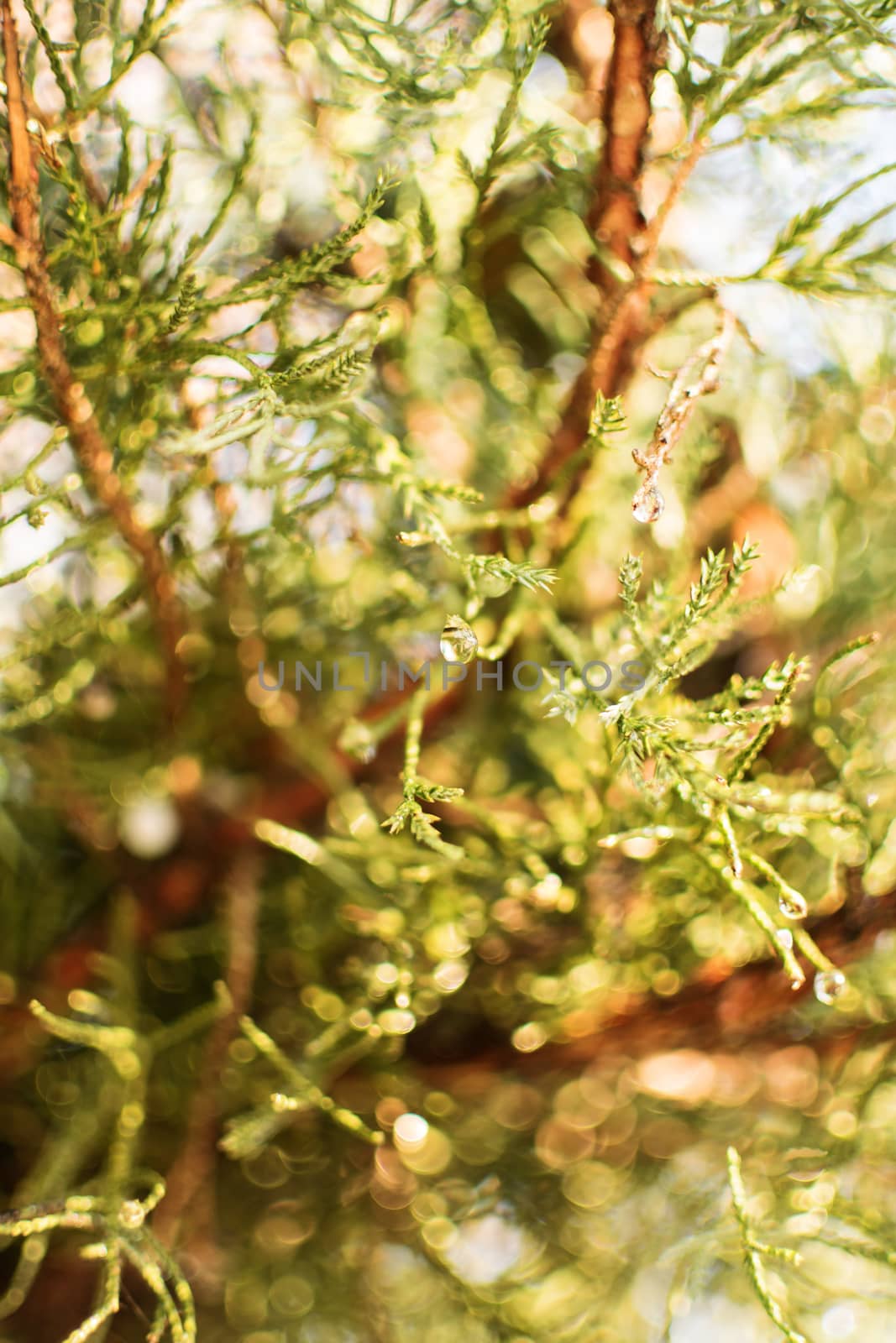Close-up shot of green pine needles and dew drops against the sun.