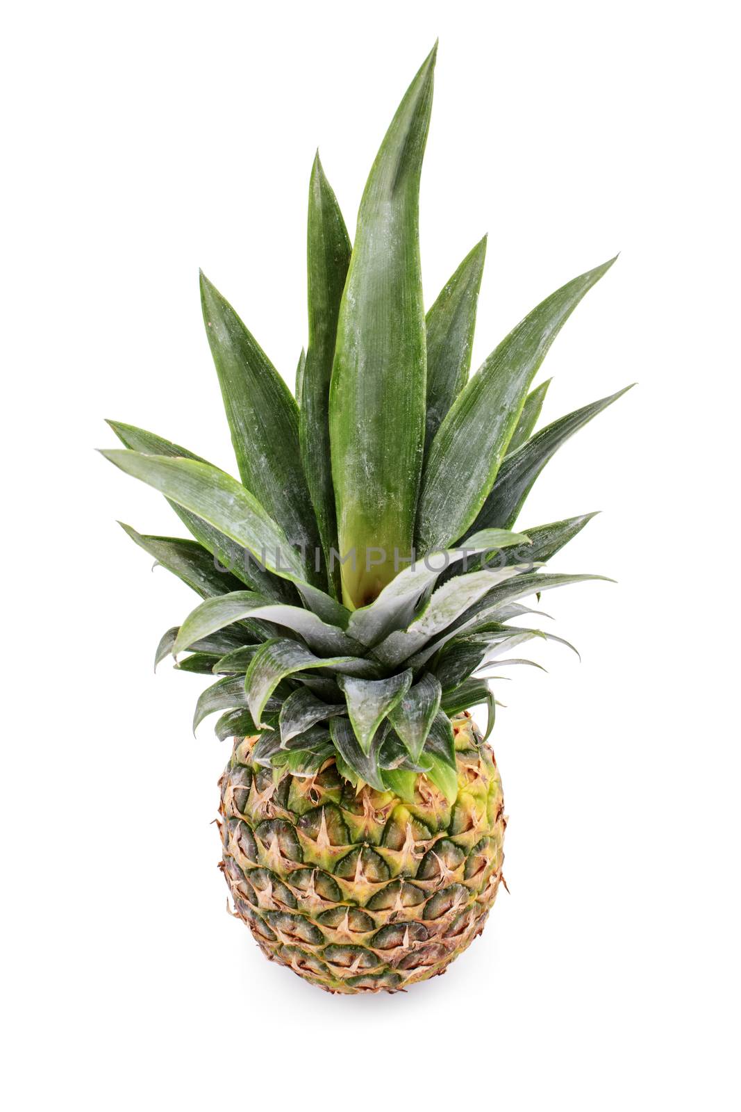 Pineapple fruit by Mendelex