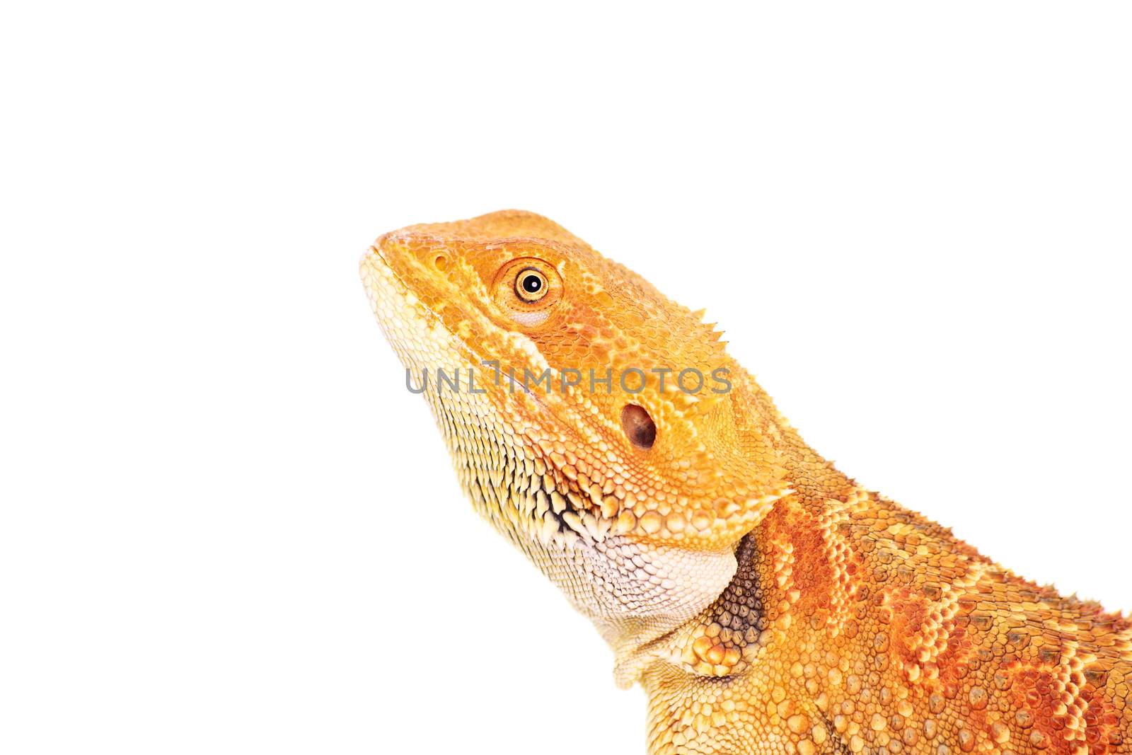 Side view of a bearded dragon, isolated on a white background.
