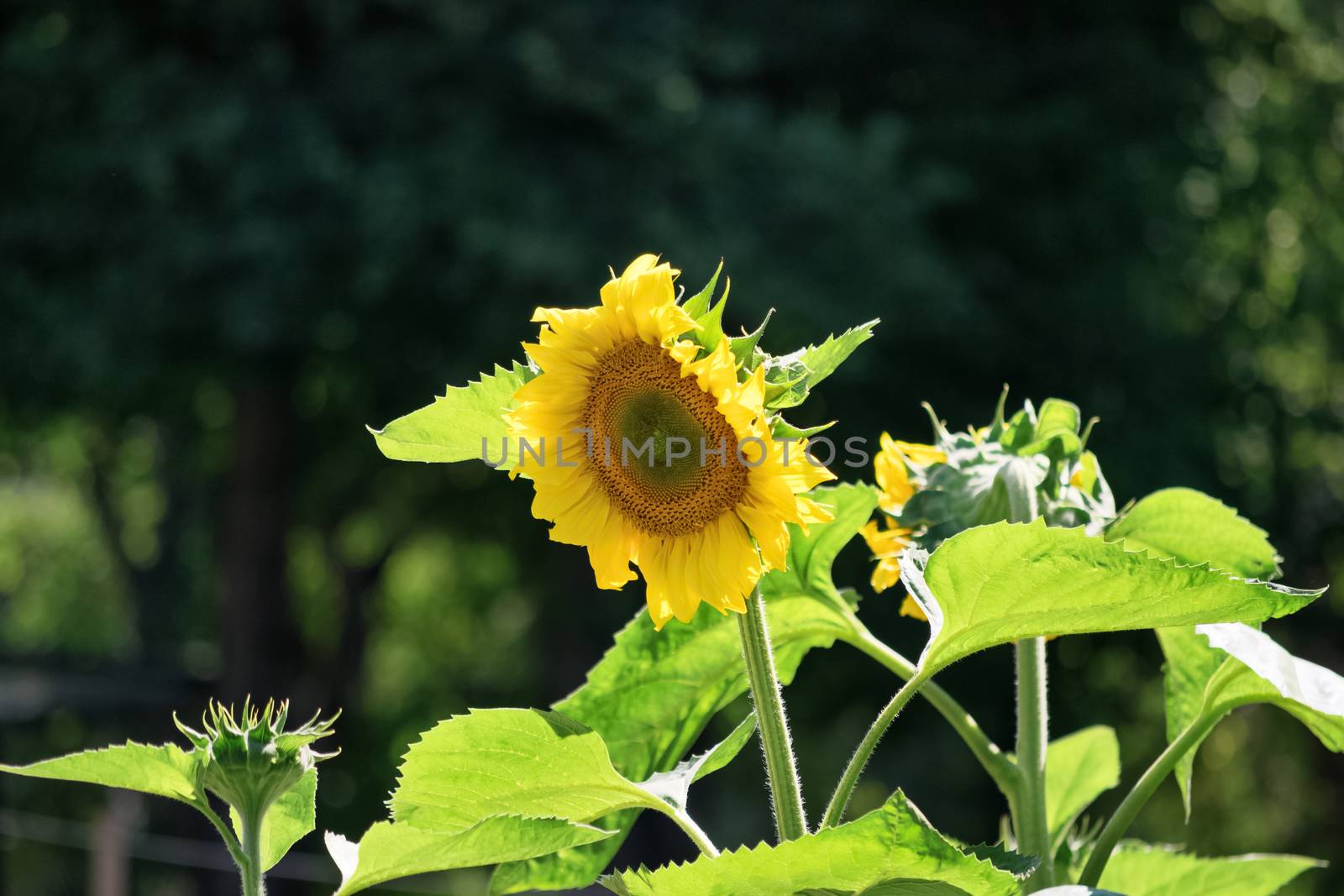 Sunflower by Mendelex