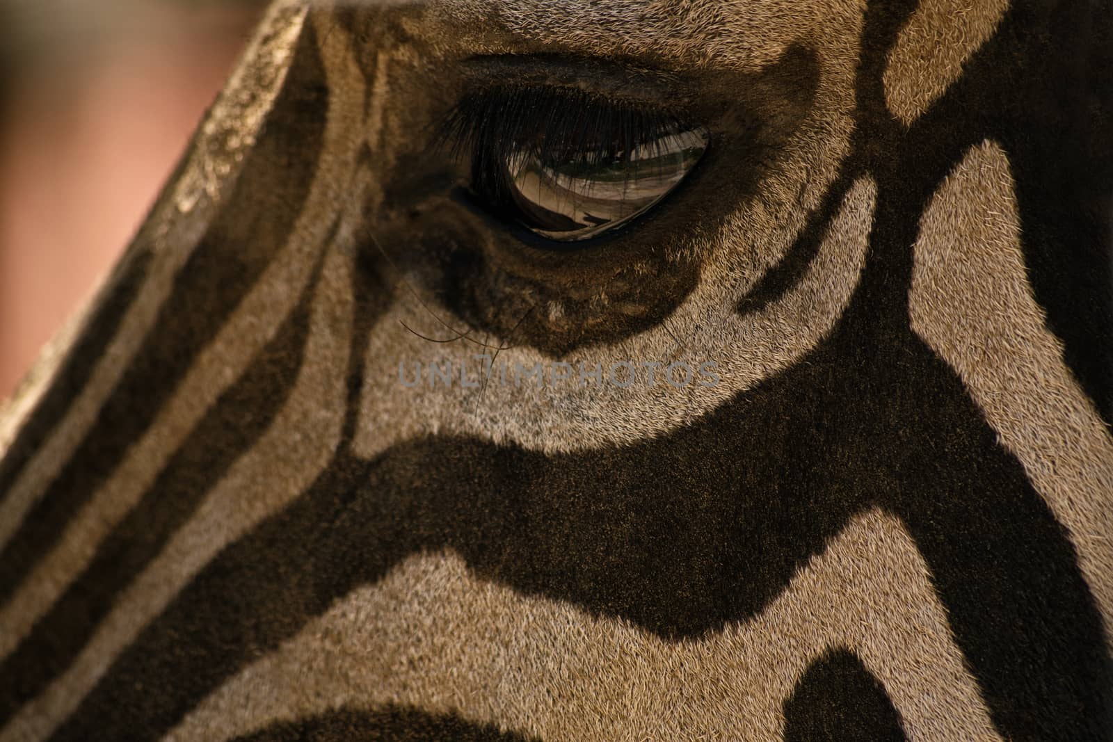 Close up shot of an eye of a zebra.