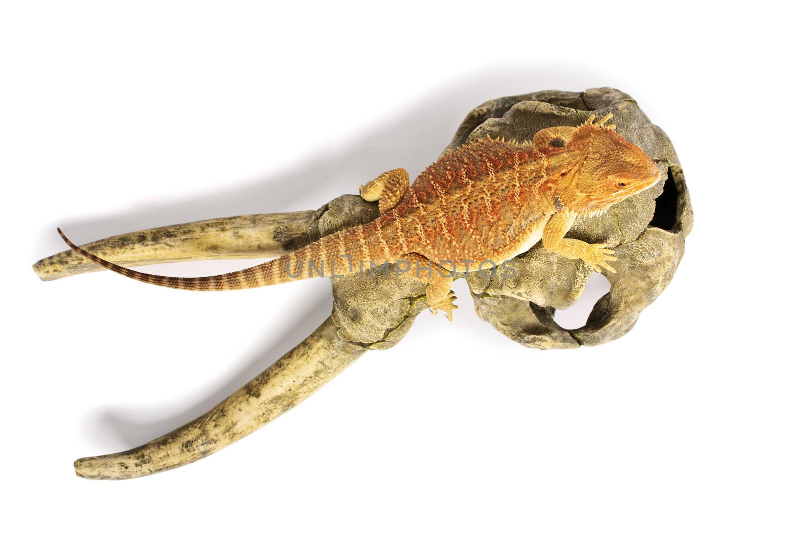 Top view of a vibrantly colored bearded dragon on horned animal skull. isolated on a white background.