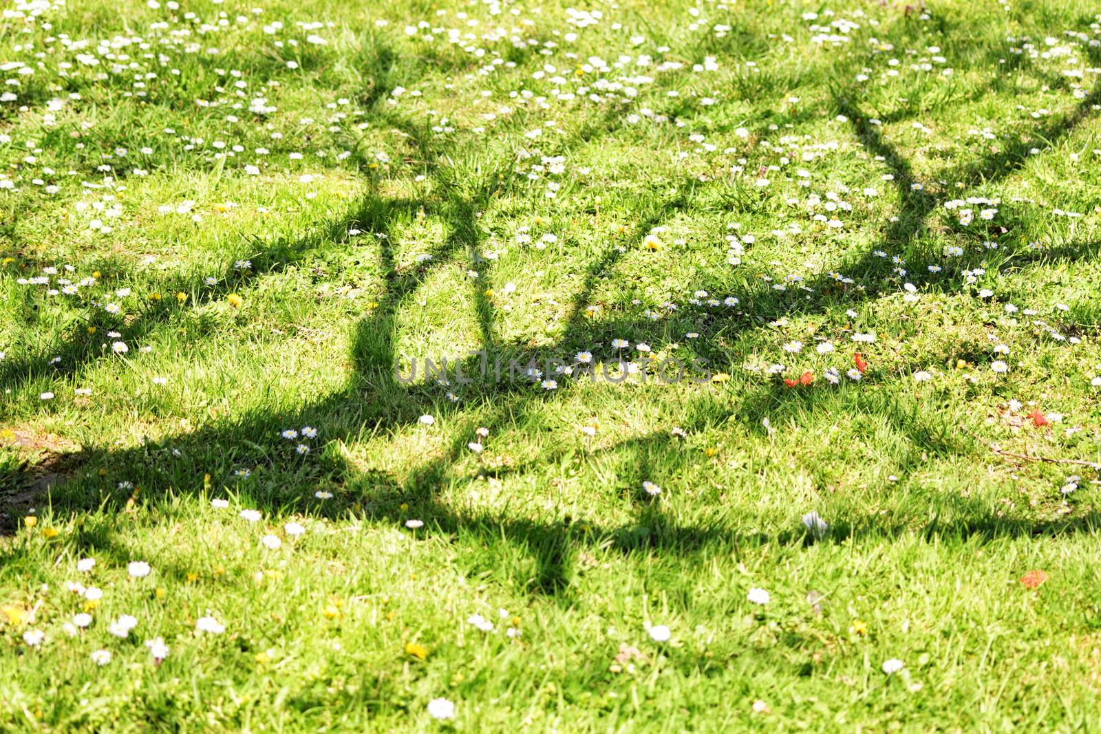 Withered tree shadow over a green meadow by Mendelex