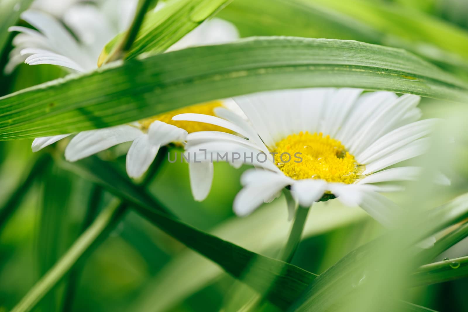 Daisy Flowers on Lawn with Water Drops. by Seva_blsv