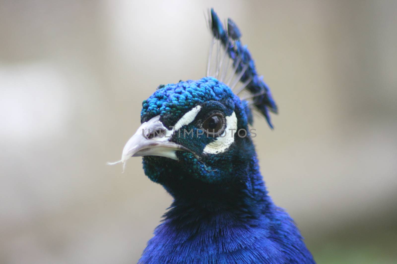 Portrait of a male peacock blue  Portraitaufnahme von einem m�nnlichen blauen Pfau