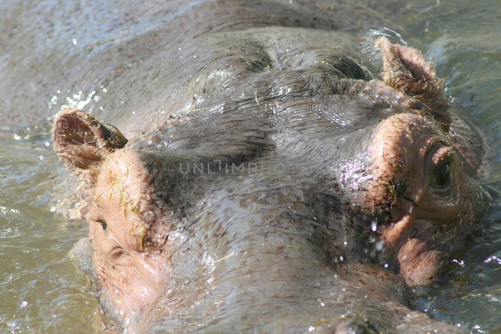 Portrait shot of a hippopotamus in water    Portr�taufnahme eines Flusspferdes im Wasser