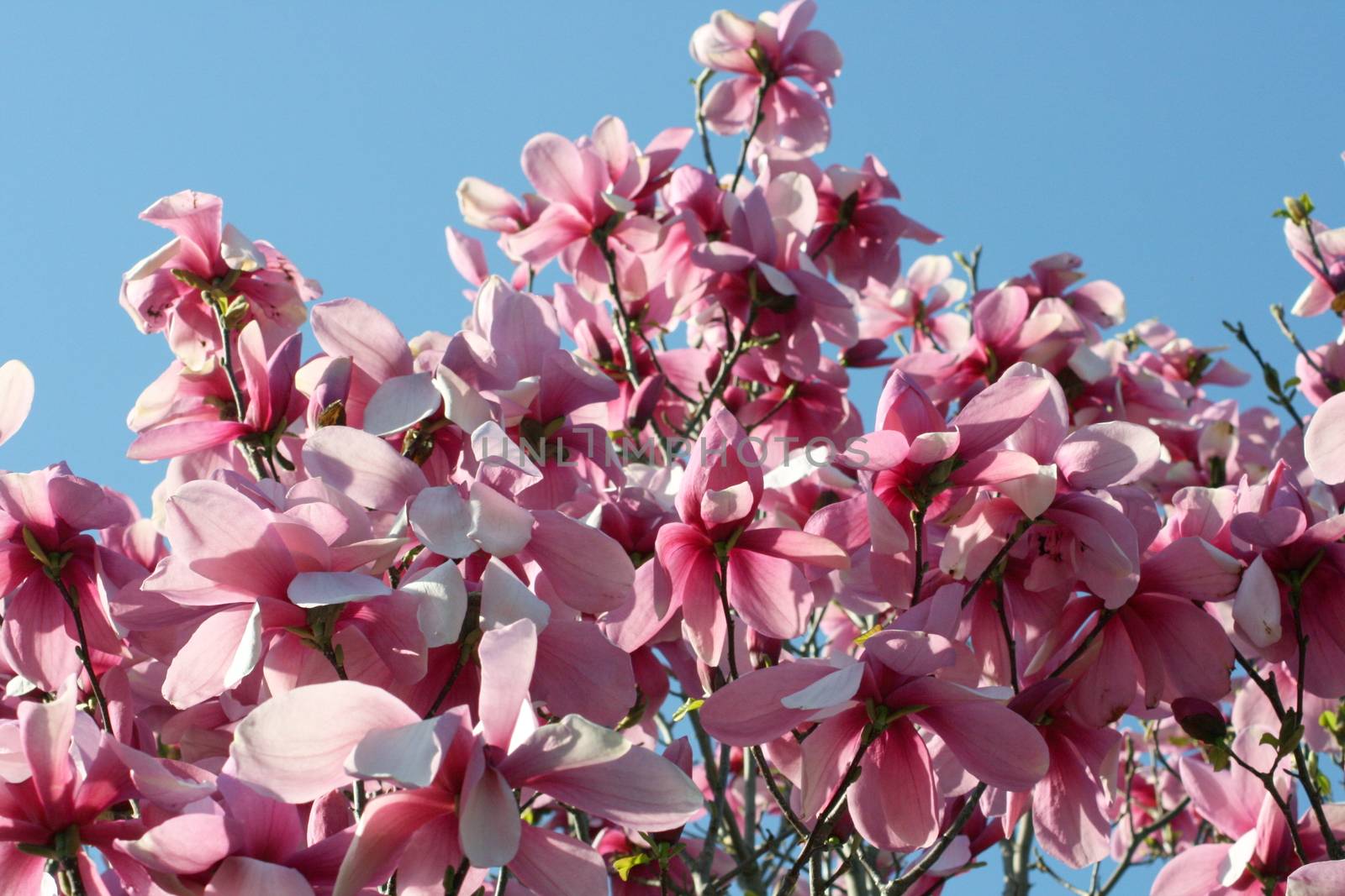 Bright red magnolia tree in full bloom    Hellroter Magnolienbaum in voller bl�te by hadot