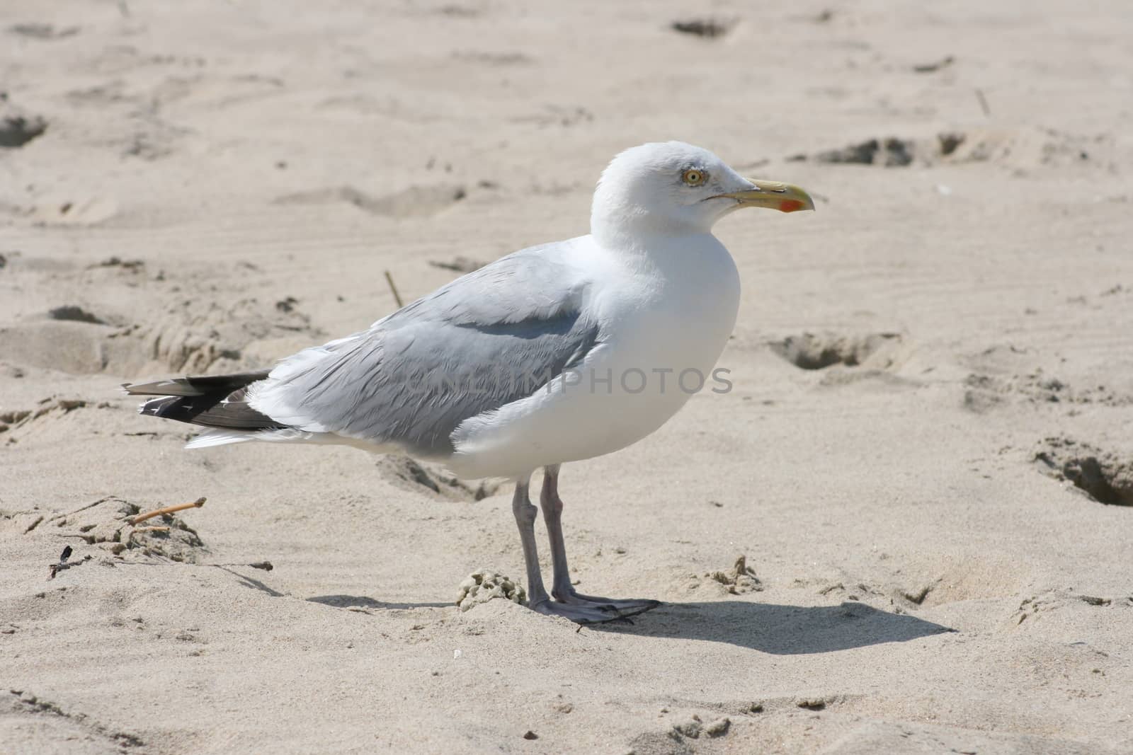 Close-up of a gull sitting on the sand,  Nahaufnahme einer im Sand sitzenden Silberm�we,