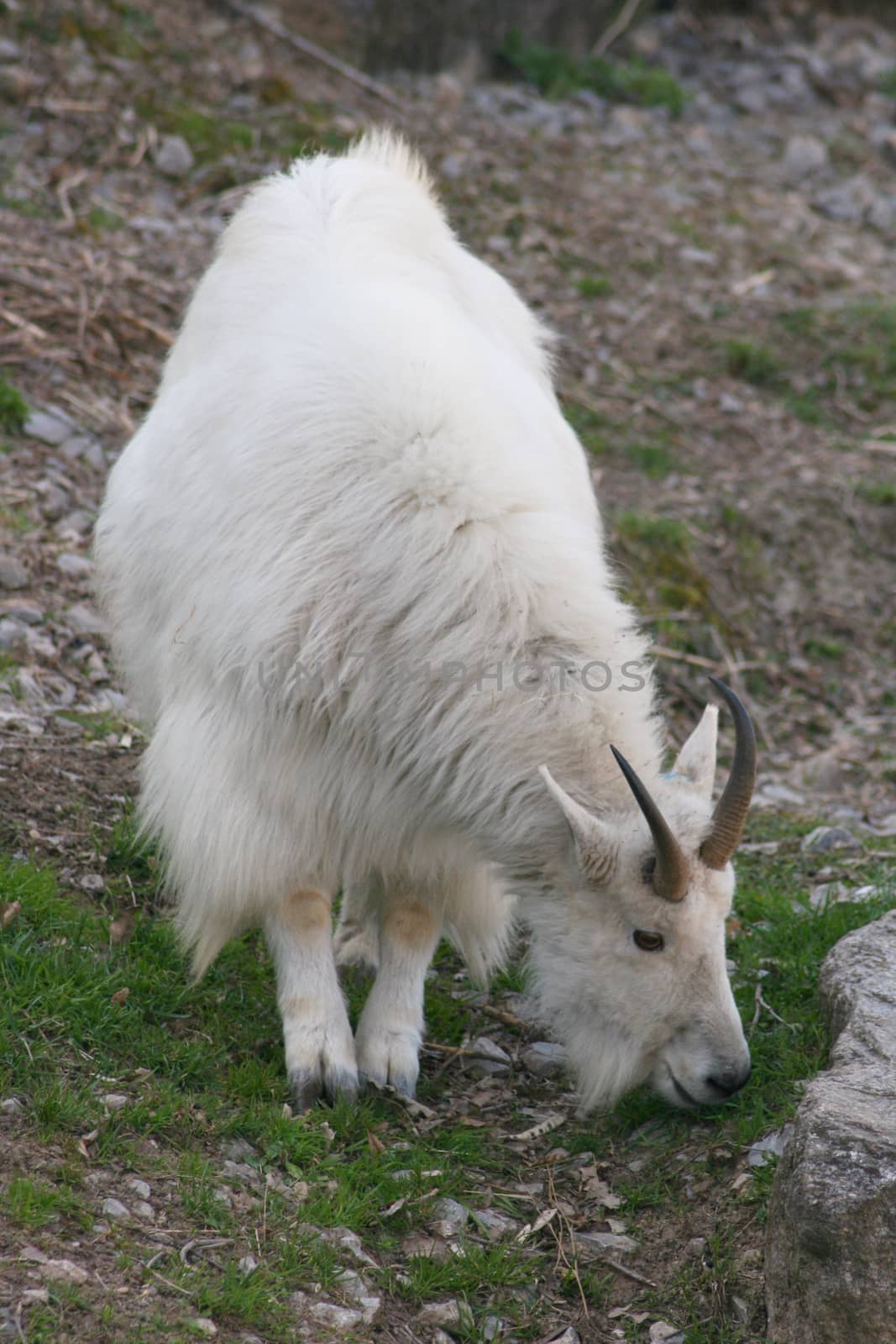 a wild mountain goat with food intake    eine wildlebende Schneeziege bei der Nahrungsaufnahme