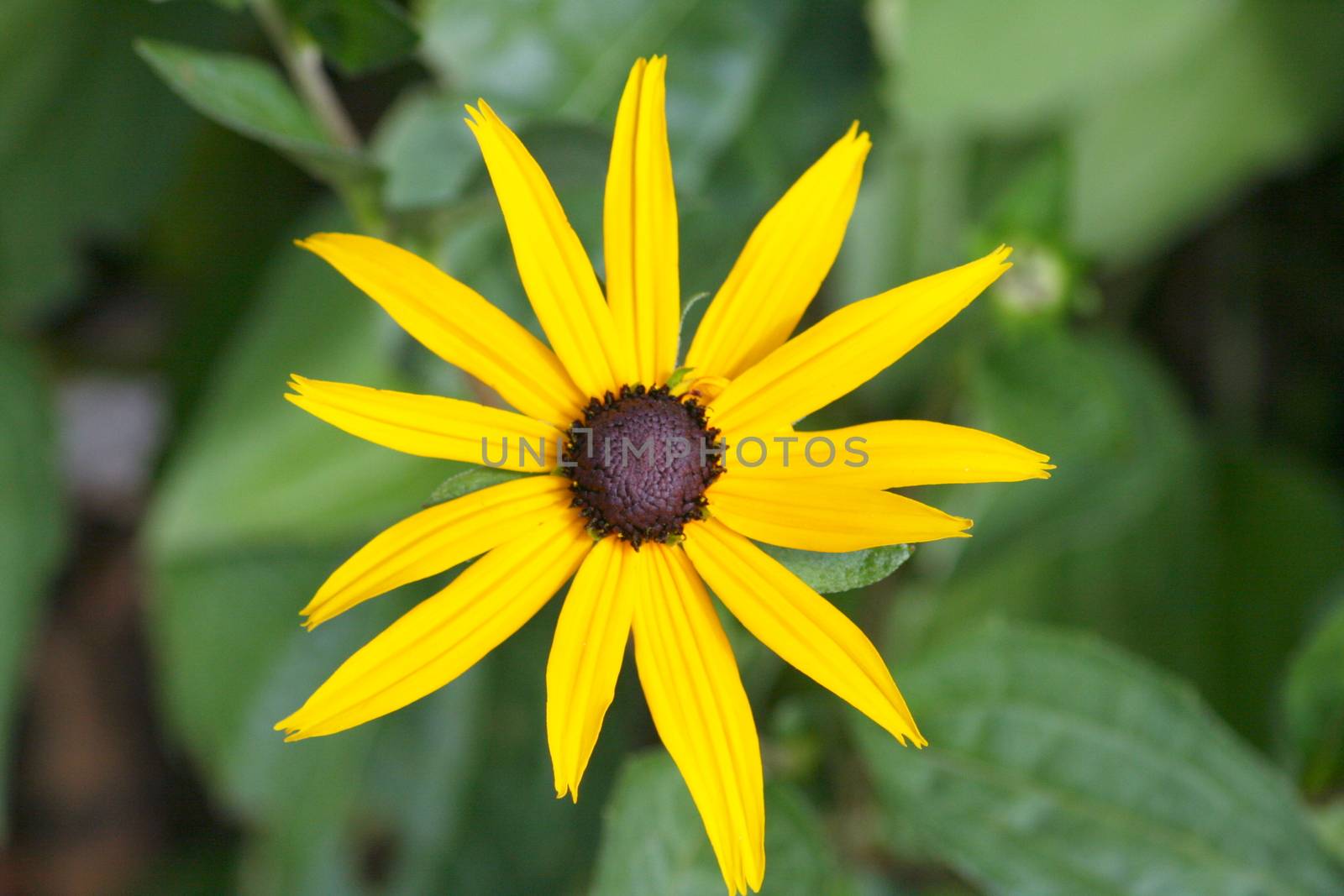 close up of a yellow flower blooming cone-flower (echinacea)  Nahaufnahme eines gelbbl�henden bl�henden Sonnenhutes (echinacea)