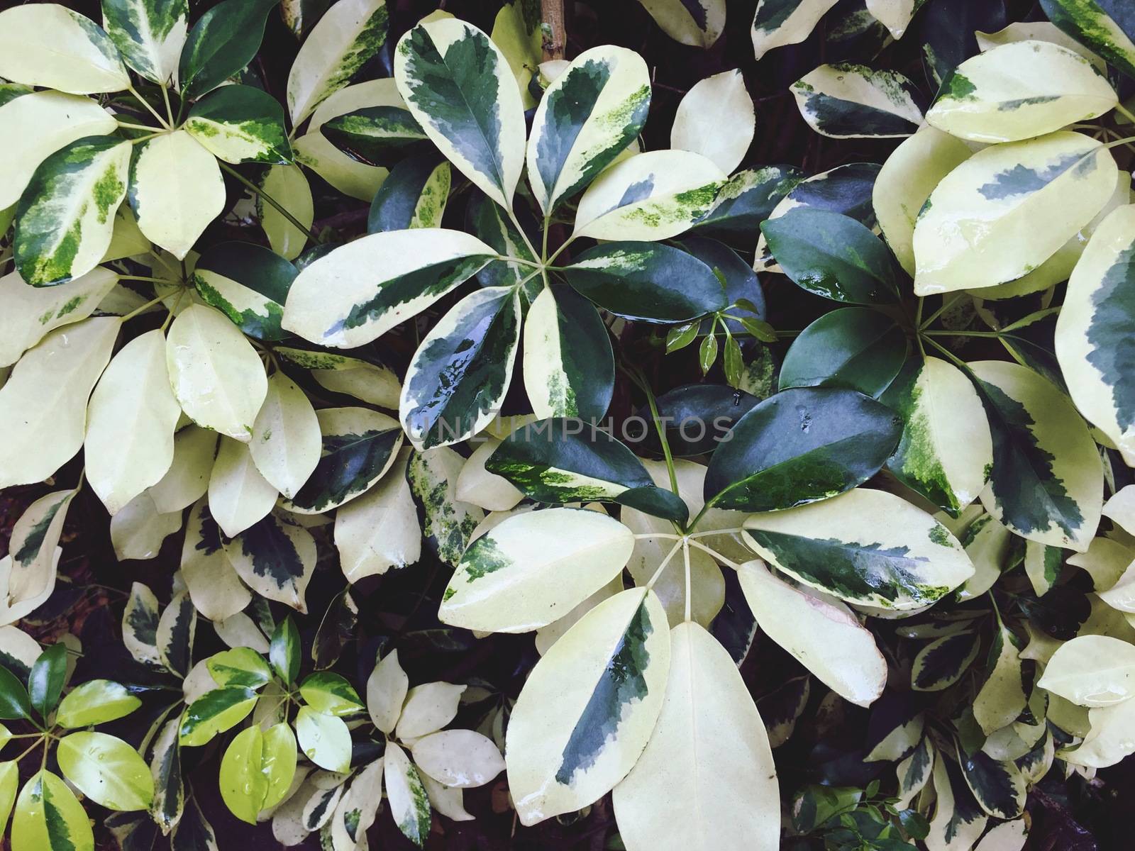 abstract green leaf texture, nature background, tropical leaf by anuraksir