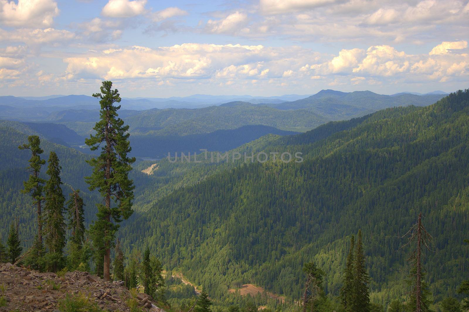 Panoramic view of mountain ranges from the top of the mountain with growing pine trees under the clouds. Altai, Siberia, Russia.