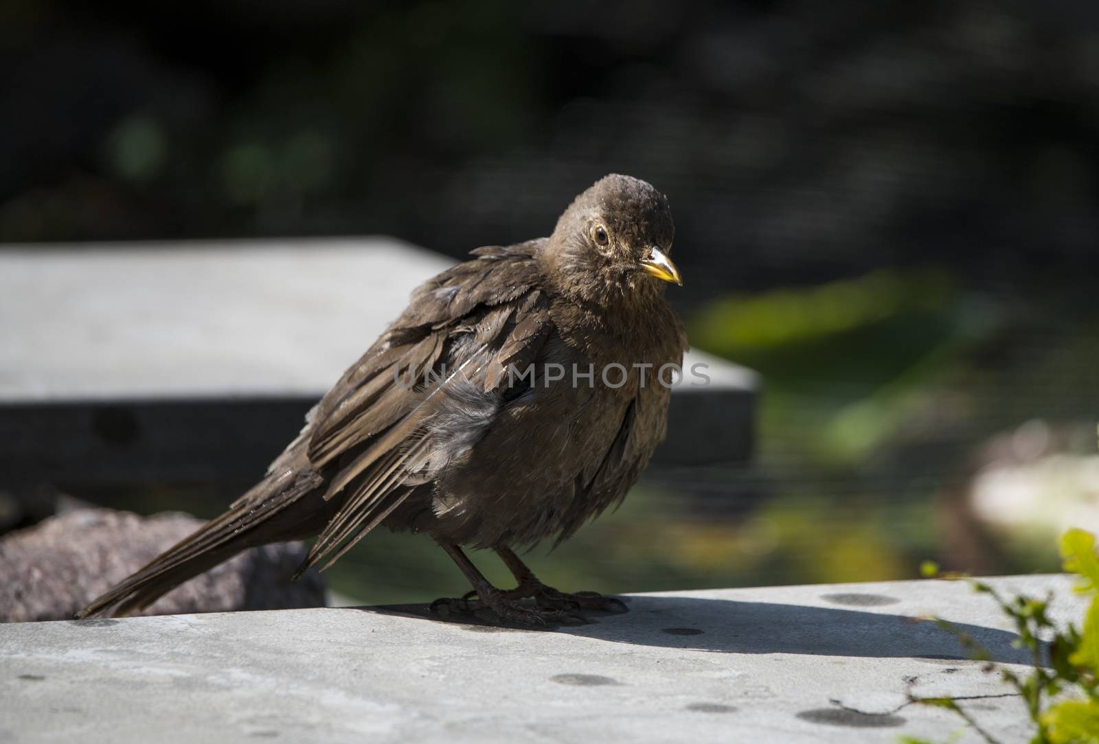 blackbird sitting on a ston in the garden