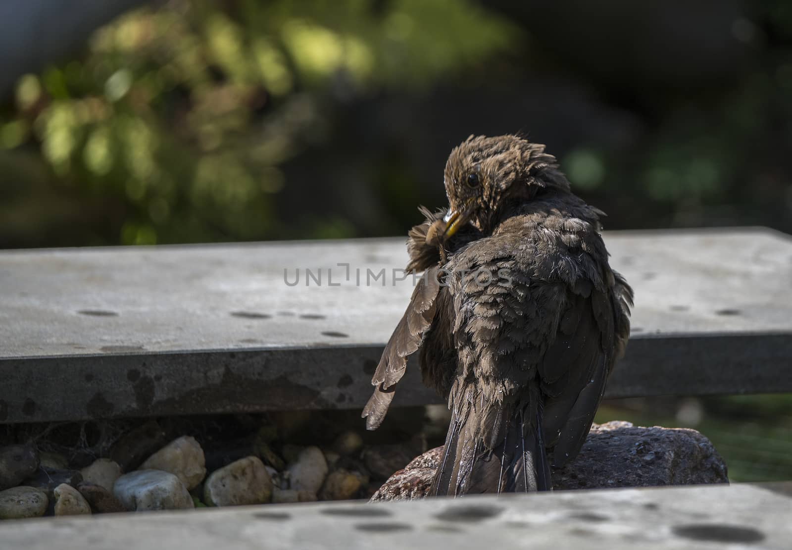 blackbird washes itself after a bath in the garden