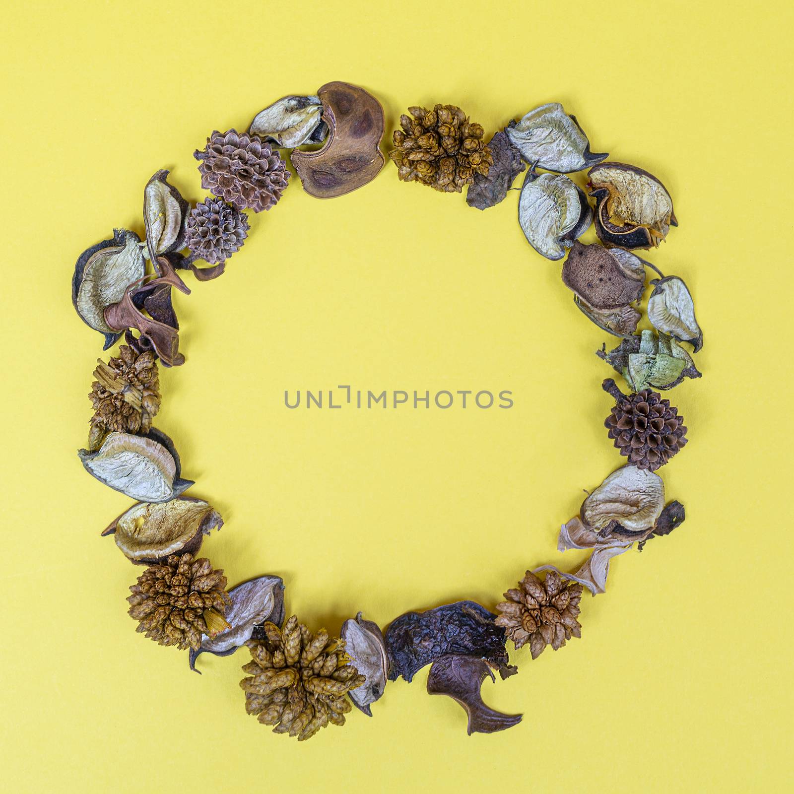 some dried flowers on a yellow surface