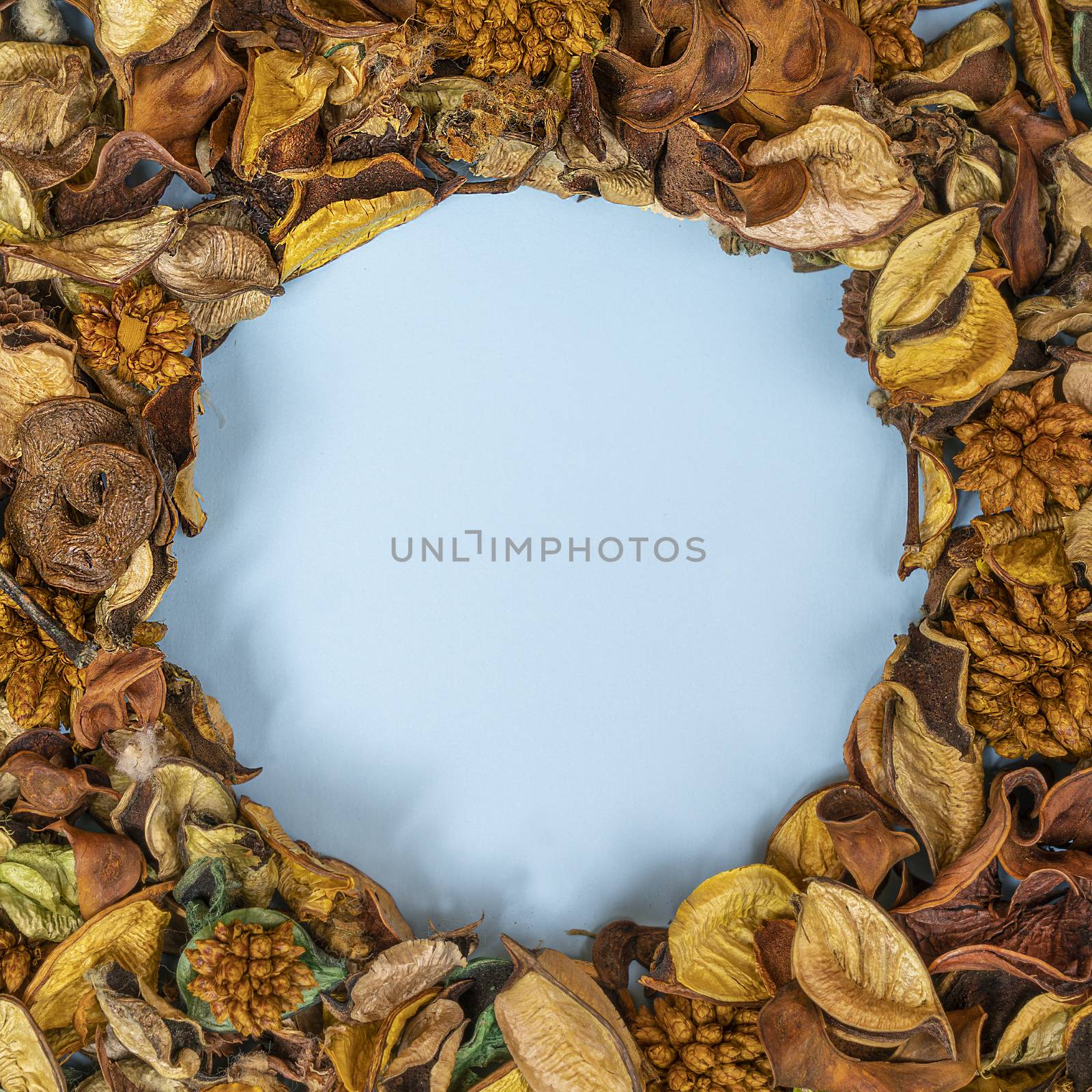 some dried flowers on a blue surface