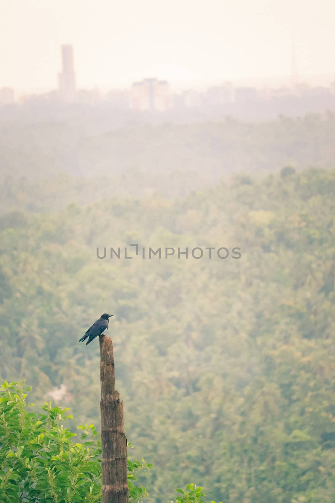 Bird resting in a wooden post by amr_lal