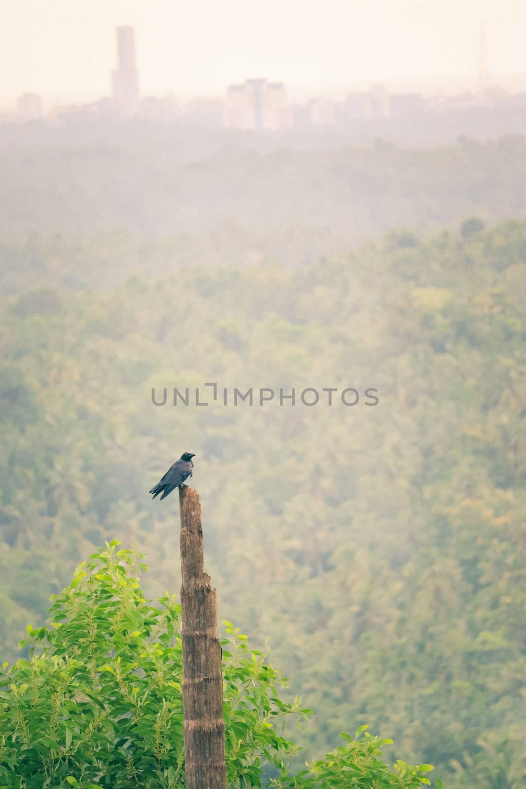 Bird resting in a wooden post by amr_lal