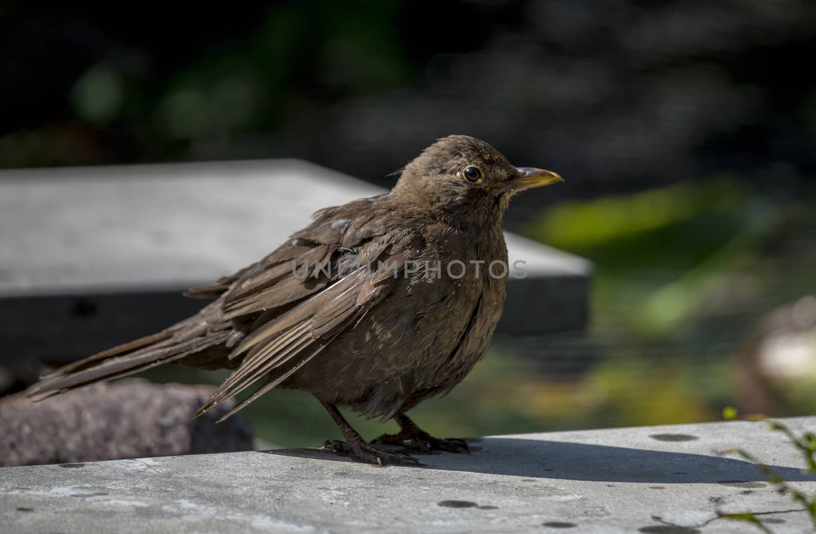 blackbird sitting on a stone in the garden wet from a bath in the garden