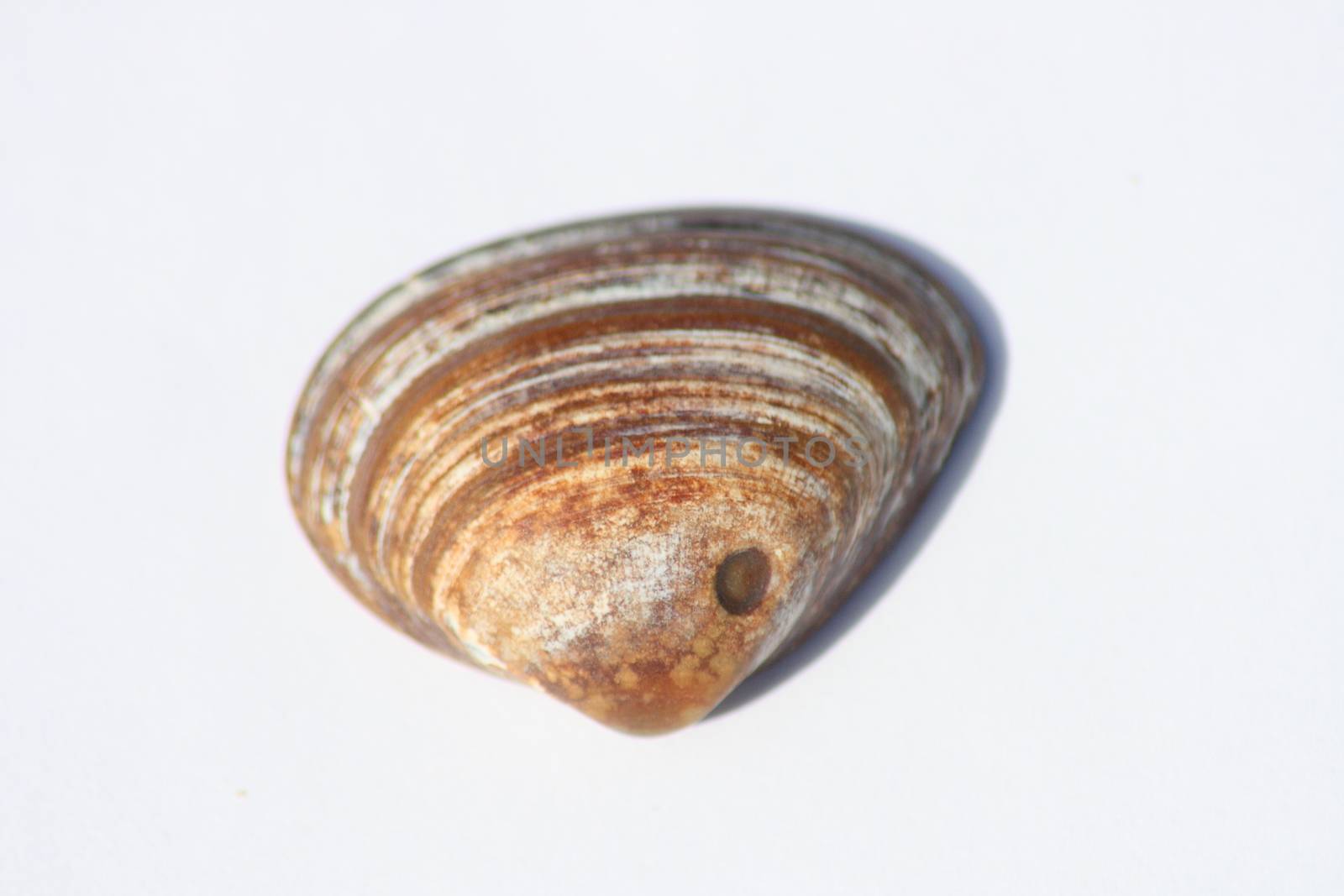 Close-up of a brown round shell  Nahaufnahme einer braunen runden Muschelschale