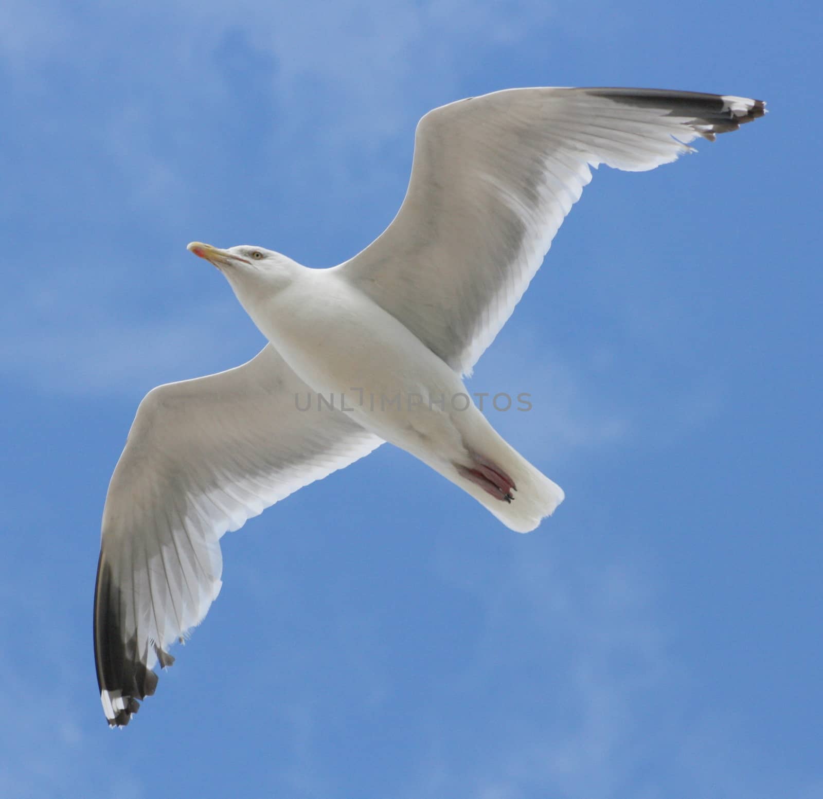 Close-up of a flying gull, with blue sky background  Nahaufnahme einer fliegenden Silberm�we,mit blauem Himmel im Hintergrund)