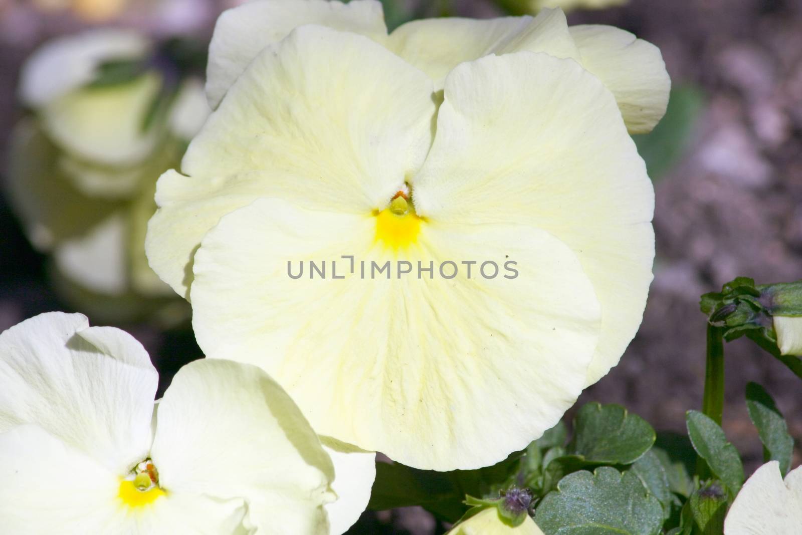 a close-up of a white pansy    eine nahaufnahme von einem wei�en Stiefm�tterchen