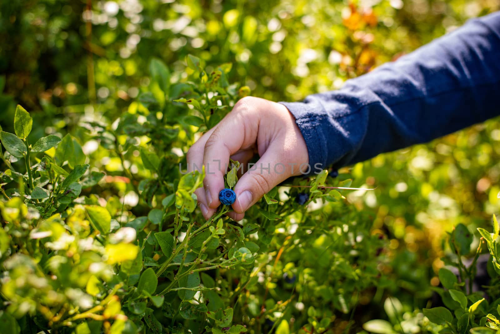 Child hands picking ripe blueberry in the forest