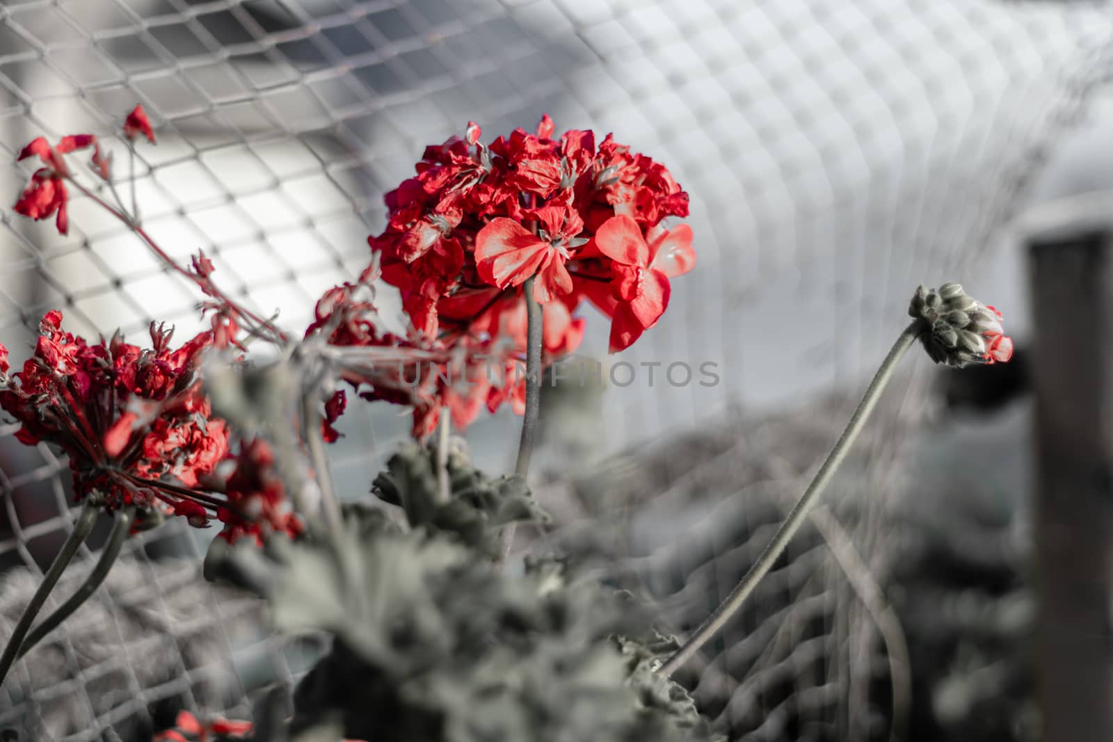 a black and white closeup shoot to red flower - background is gray. photo has taken from izmir/turkey.